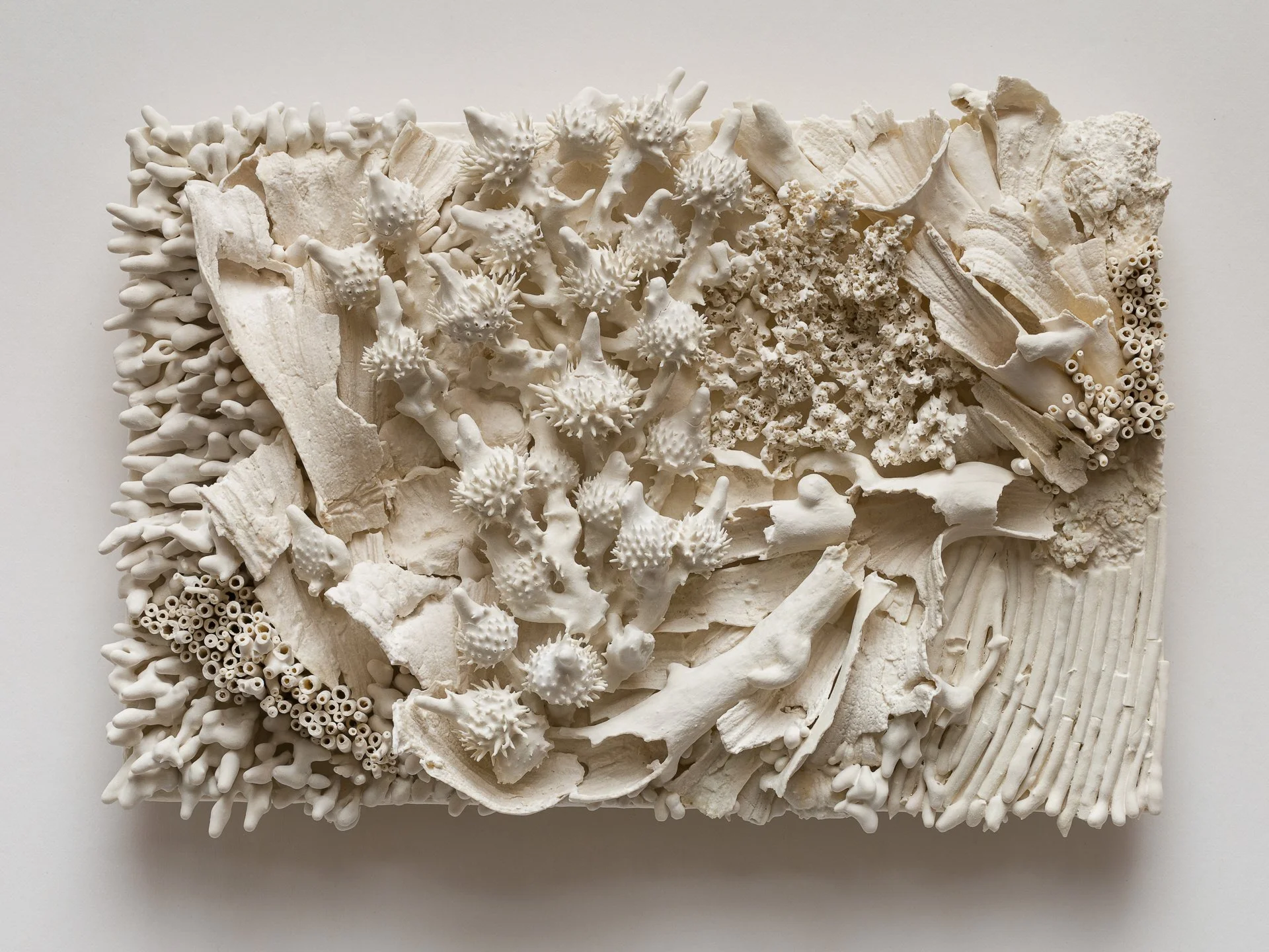 A collection of white coral pieces arranged on a rectangular surface, featuring various textures and shapes.