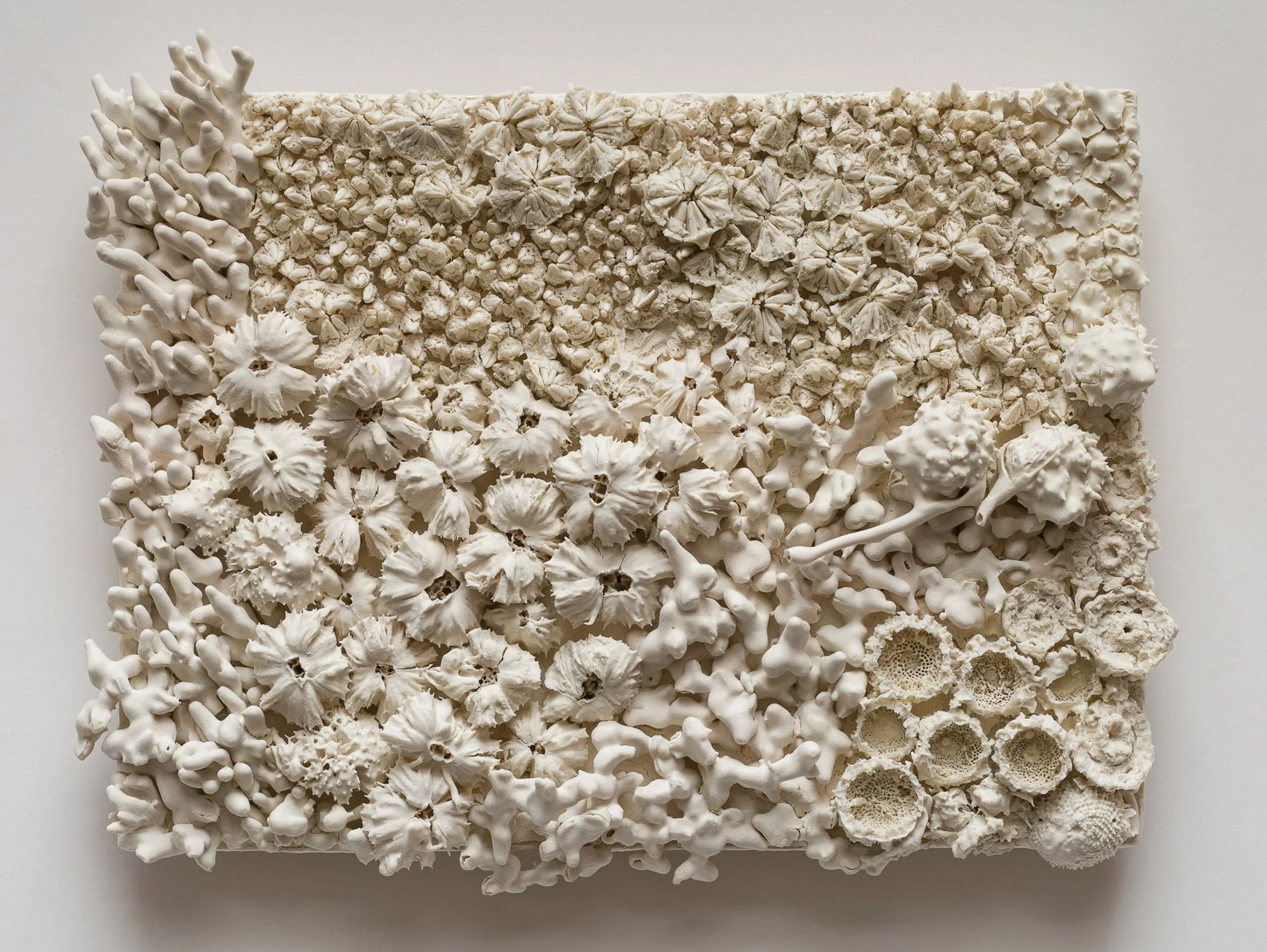 A rectangular art piece made of various white coral and seashells arranged in a pattern.