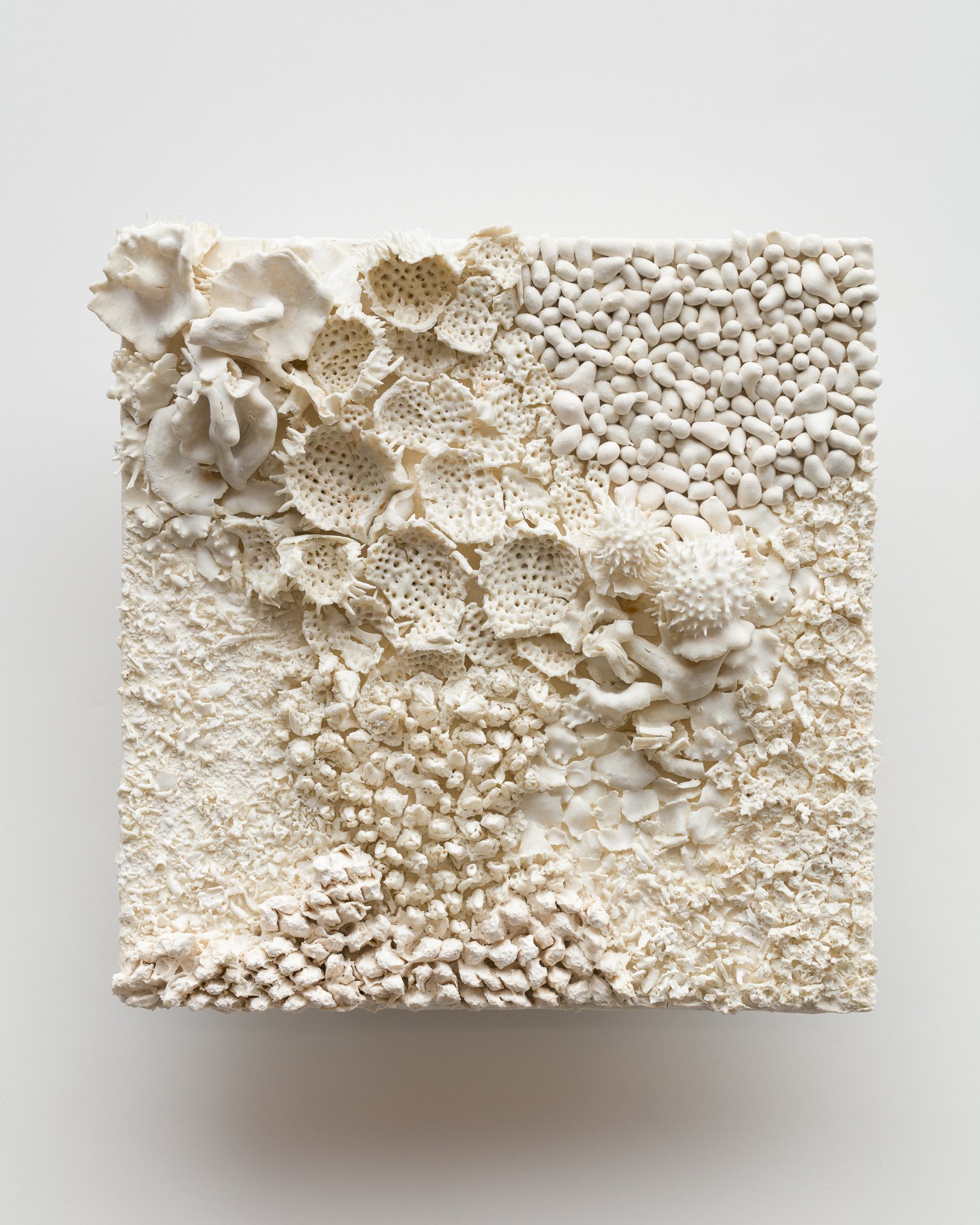 A square cake covered with white textured decorations resembling various types of shells, coral, and stones.