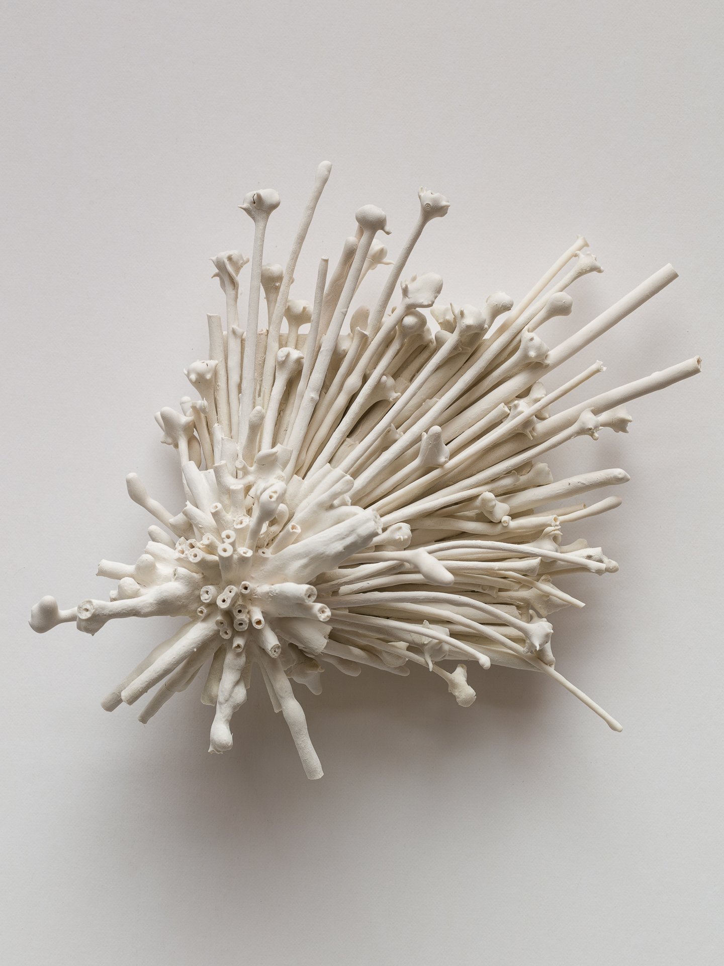 Allium Flair
8 x 8 x 3 in