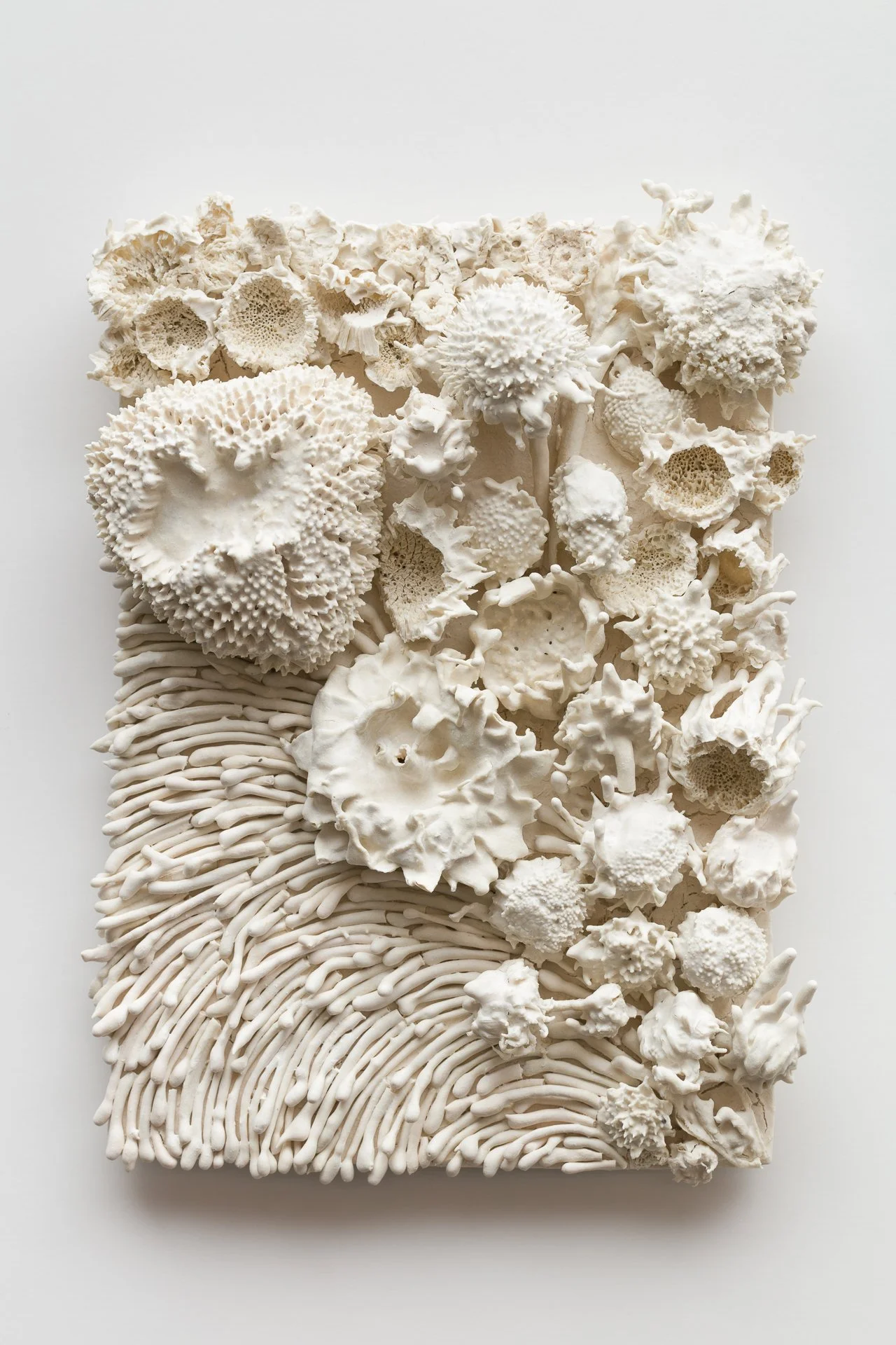 A rectangular white art piece made of various textured seashells and coral arranged on a white background.