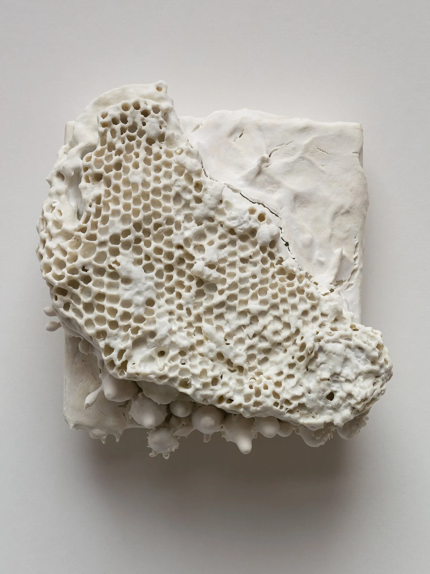 A white, irregularly shaped piece of coral resting on a white surface.