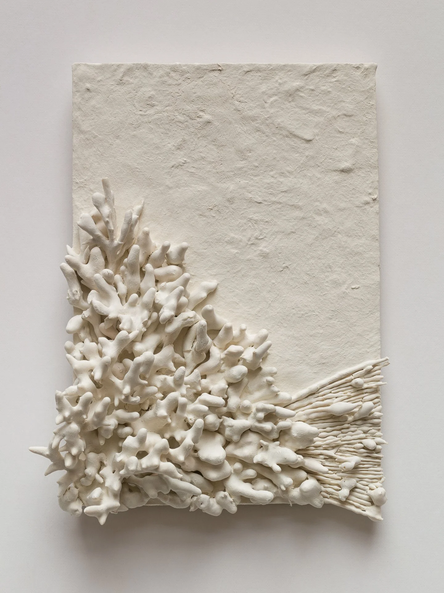 White coral sculpture on a white textured background.