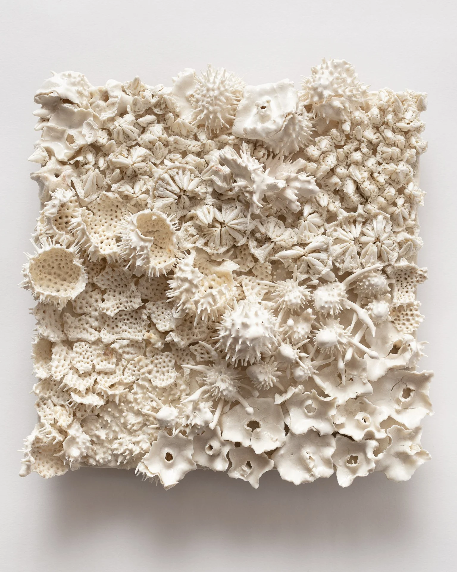 A square art piece made of various white coral and seashells arranged on a white background.