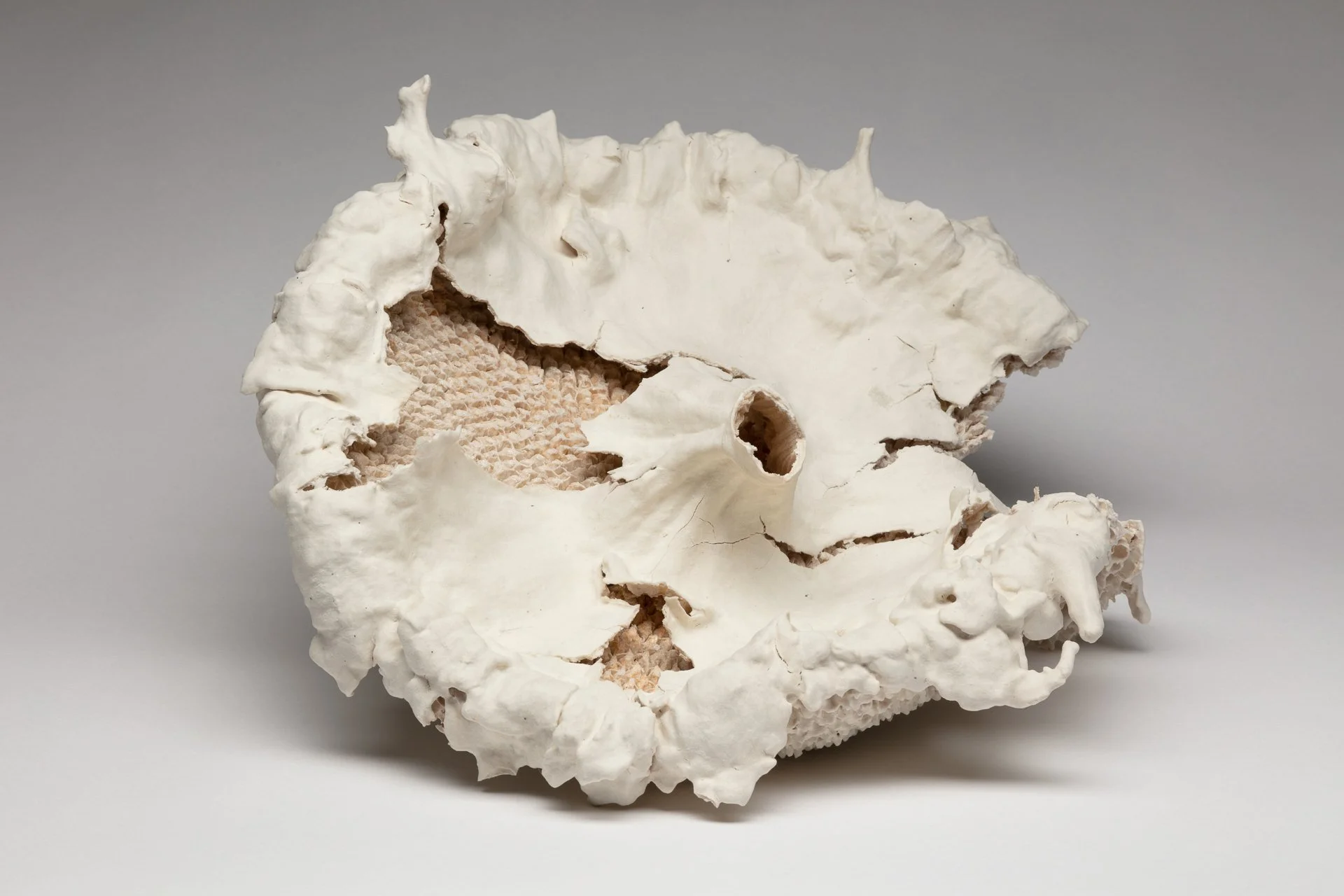 A fired porcelain paper clay sculpture of a white, textured sunflower head, with some parts missing, resting on a plain, light background.