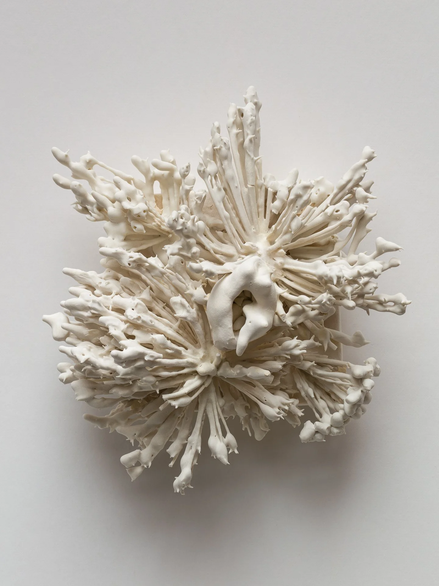 White coral on a light background.