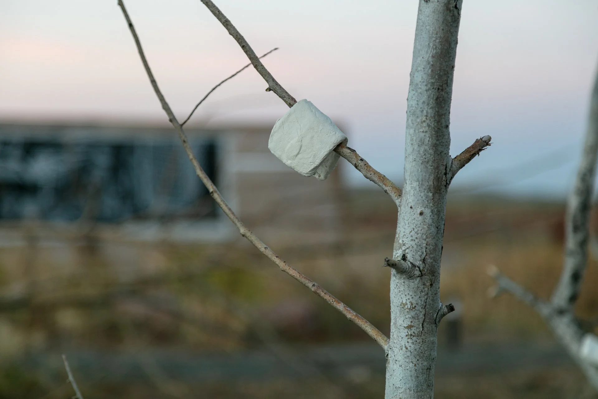 A small tree with a white pordelain ceramic bent distorted cell phone hanging attached over one of its branches.
