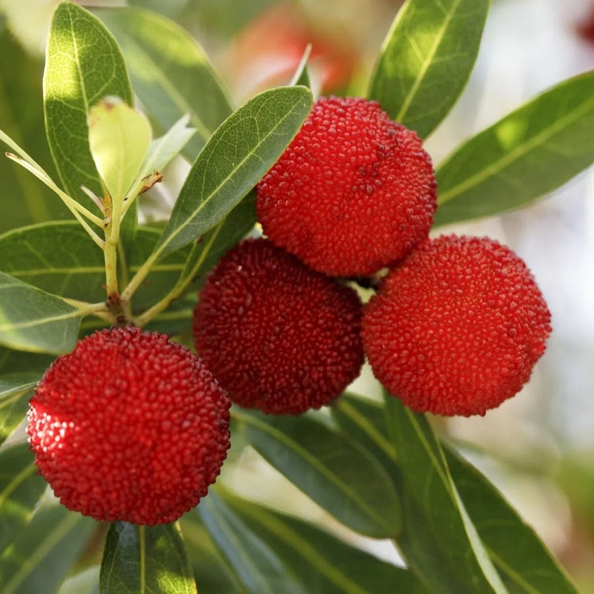 bayberry 4 oz candle