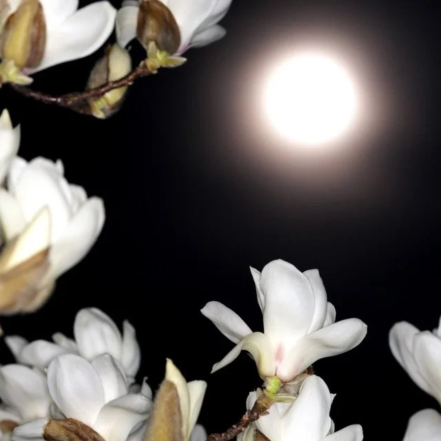 nightscape clamshell