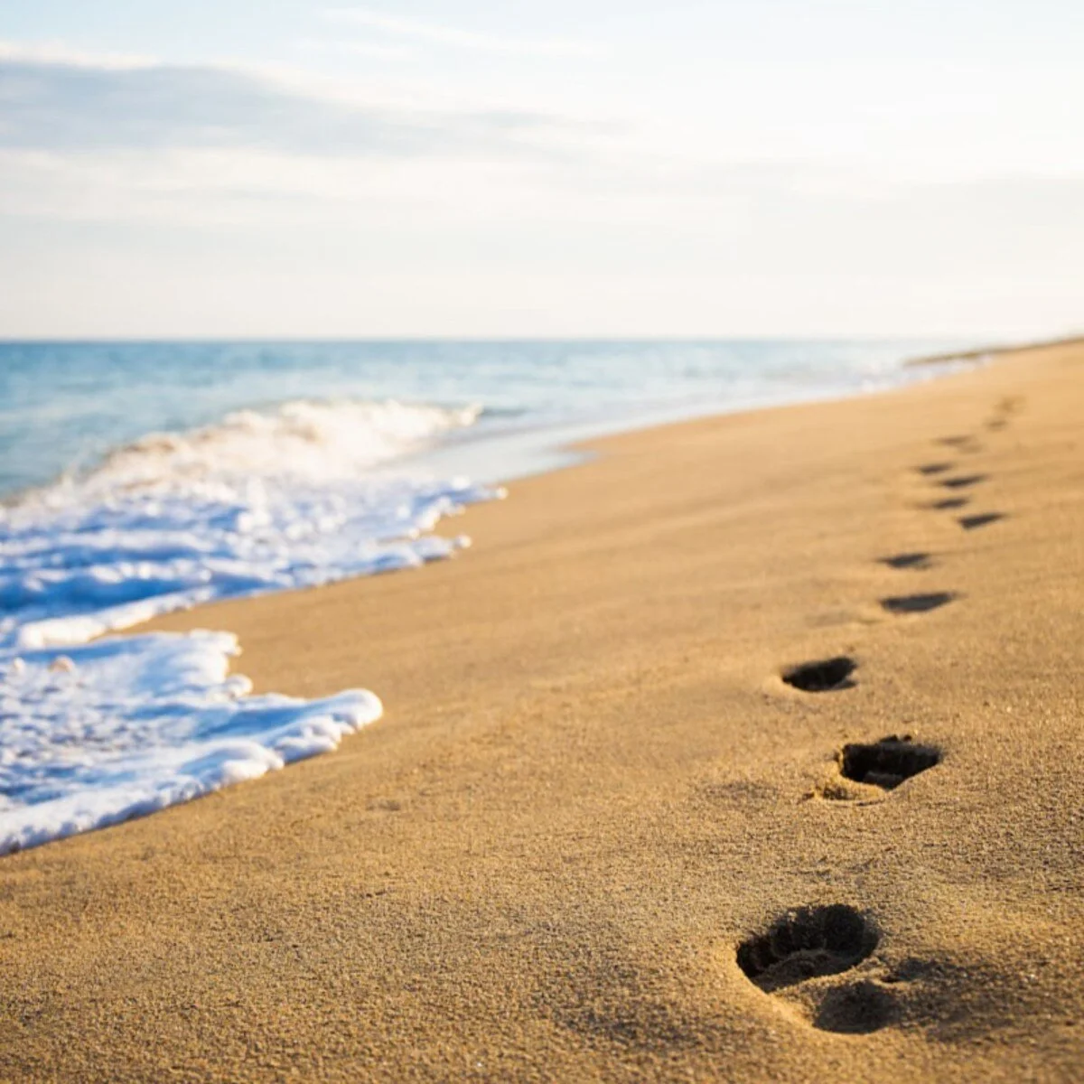 beach walk clam shells