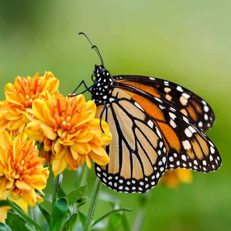 buttrfly kisses clamshell