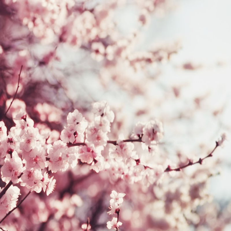 cherry blossom 8 oz candle