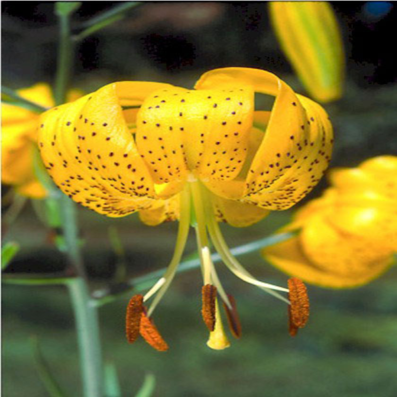 citronella 2 oz candle