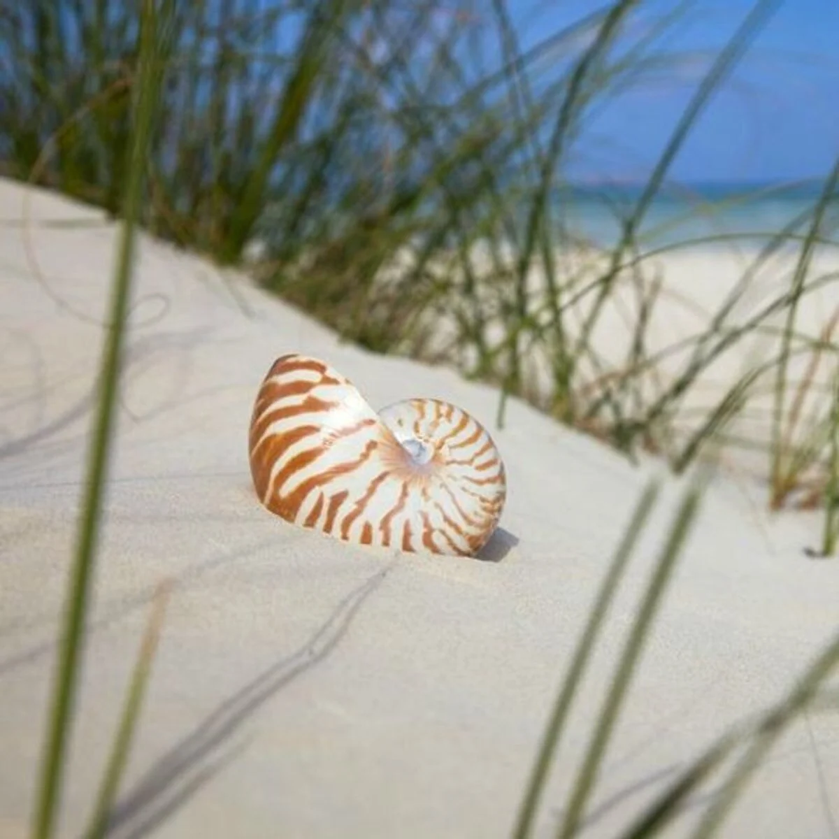 beach grass clam shells