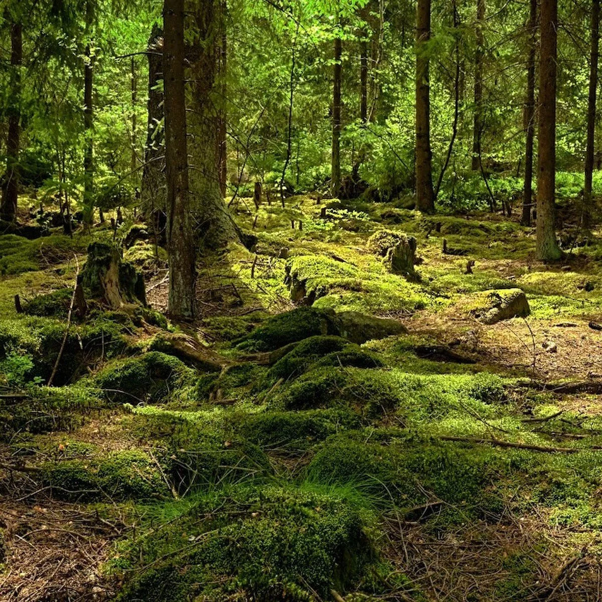 arabian woods wax melts