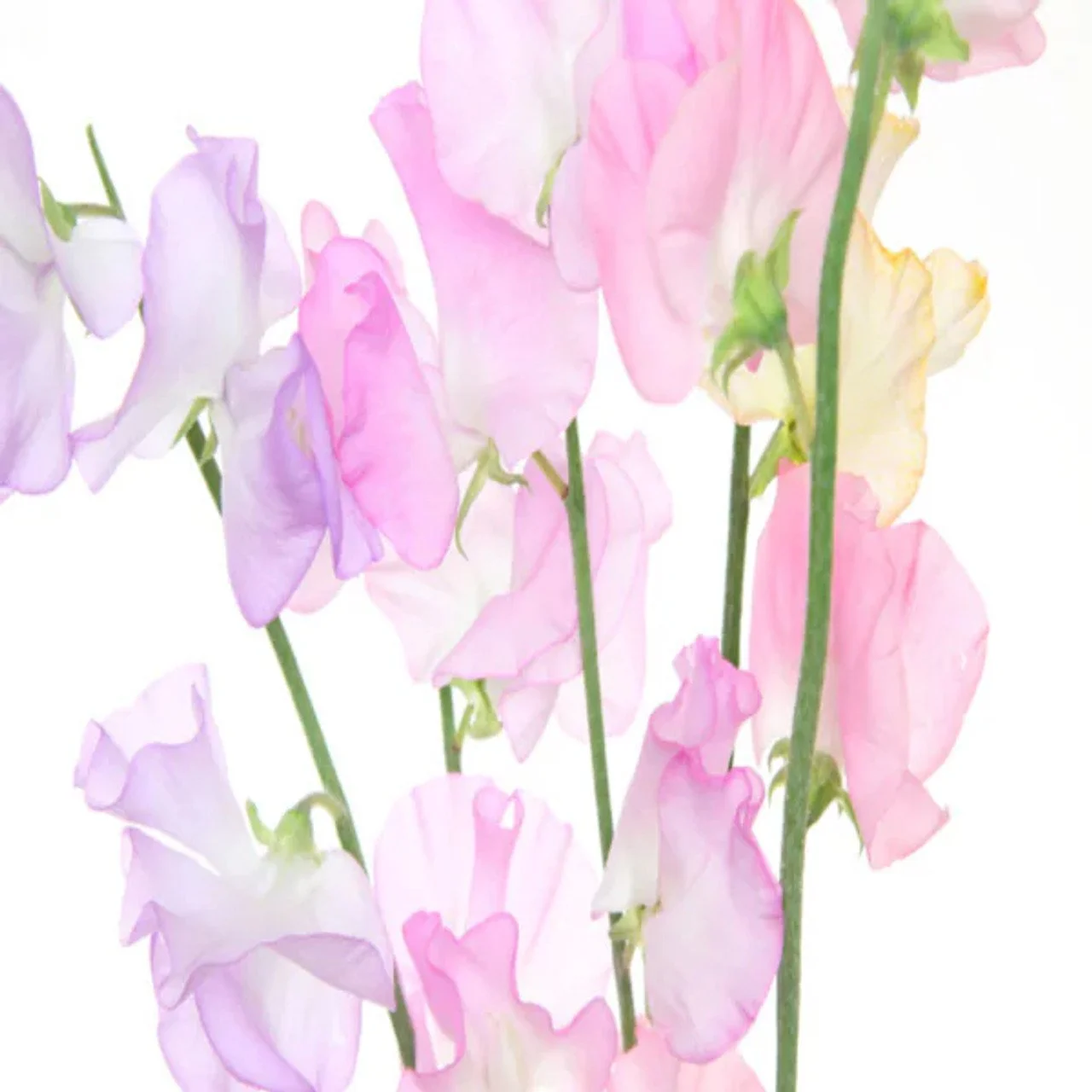 Sweet pea 4oz candle