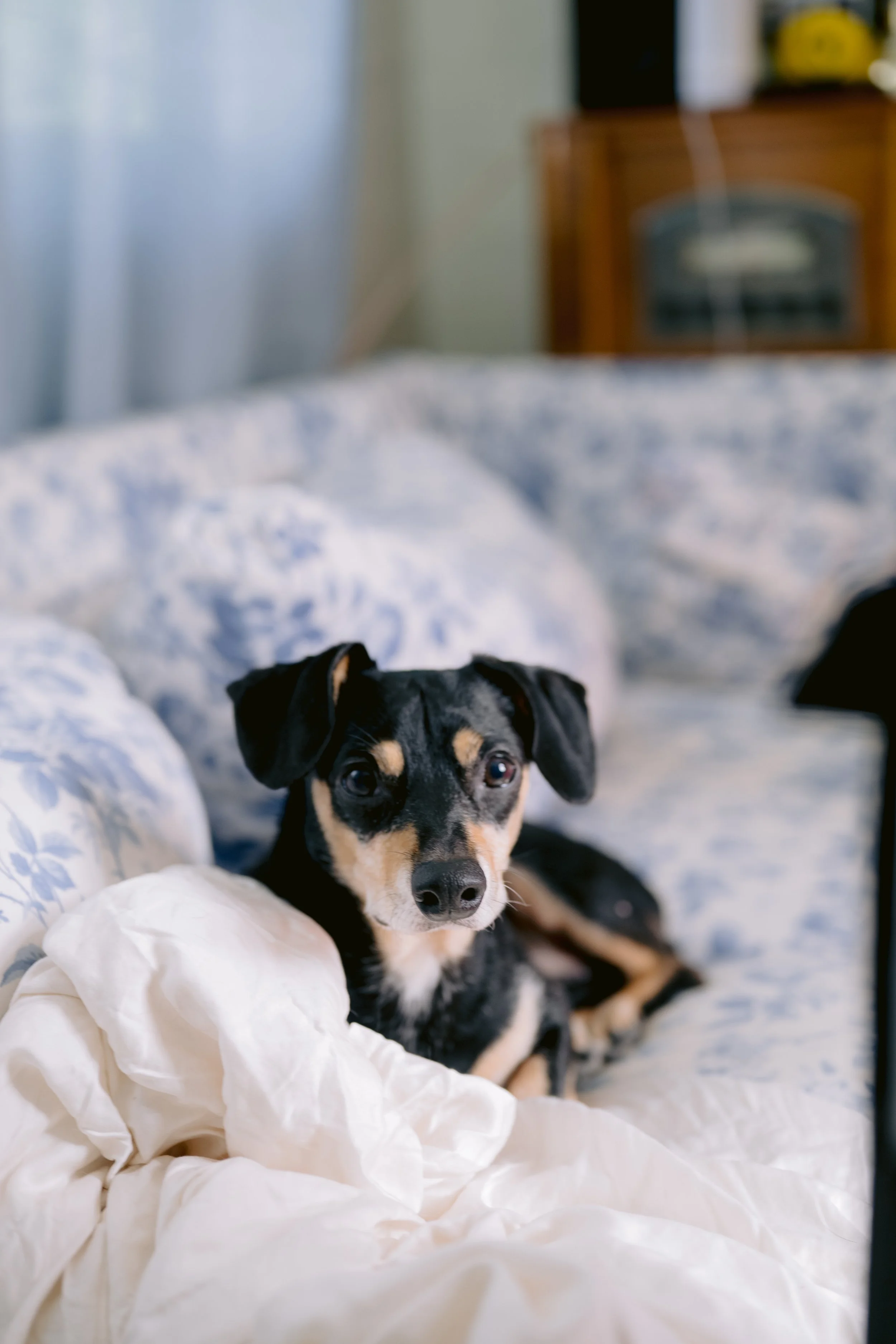 Bridal Getting Ready Morning with Pet