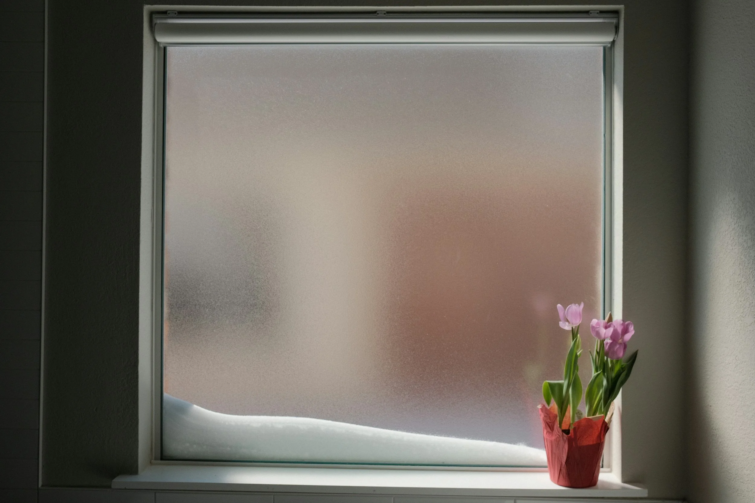 A frosted window with pink tulips in a clay pot on the windowsill.
