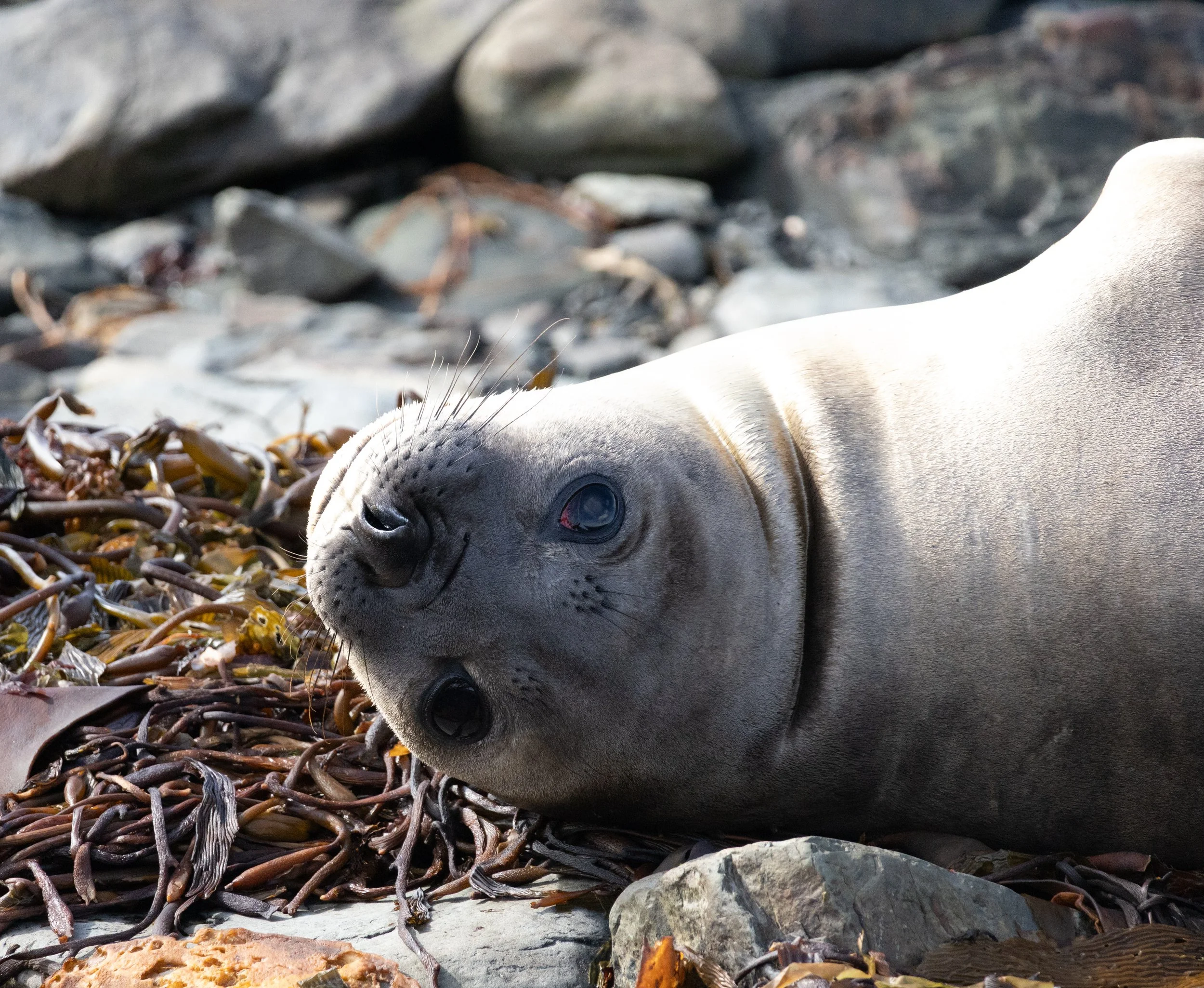 A female elephant seal lying on a rocky beach surrounded by seaweed and rock in the Falkland Islands.