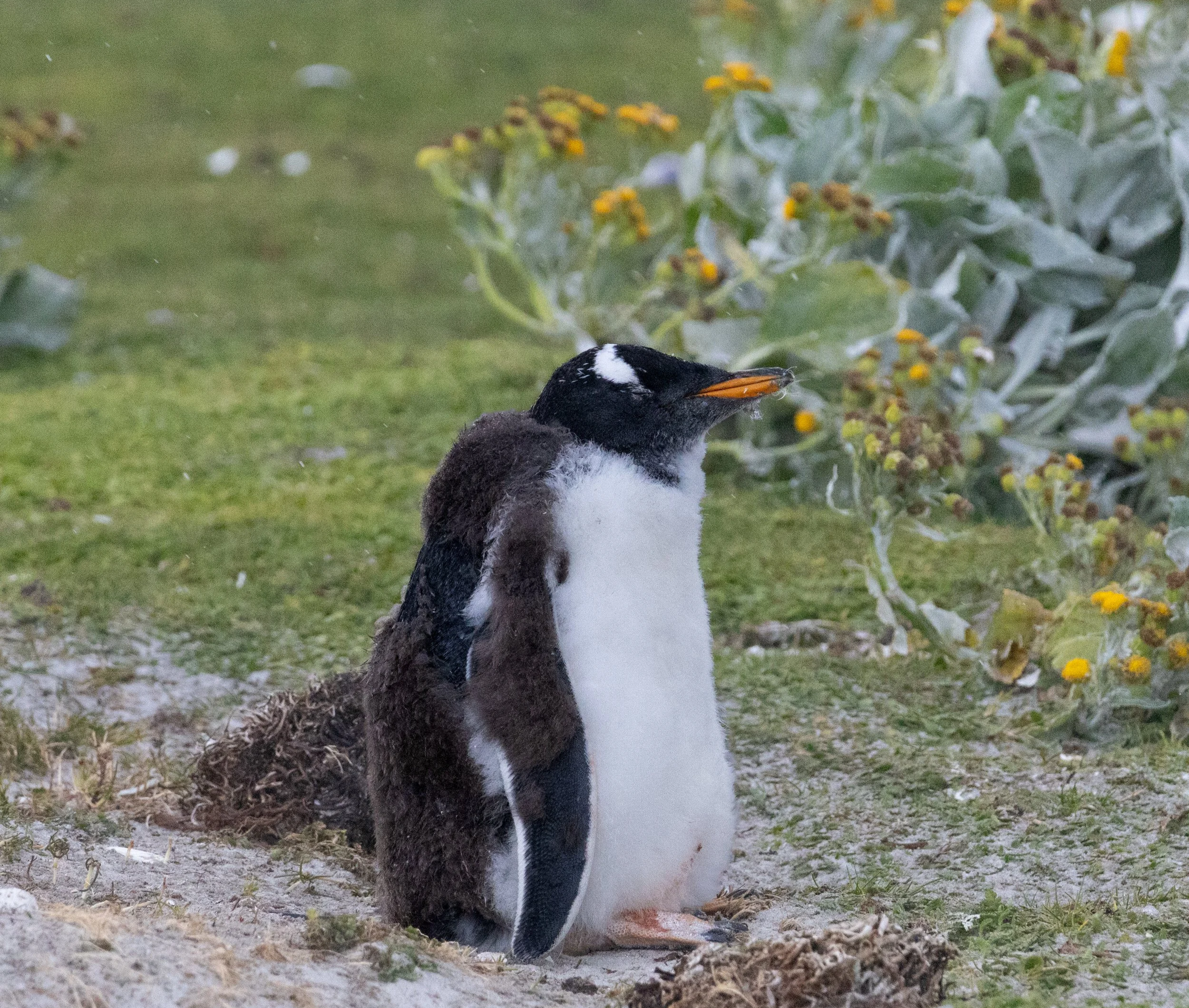 A Gentoo penguin with a fluffy brown chick standing on sandy ground near green bushes with yellow flowers.