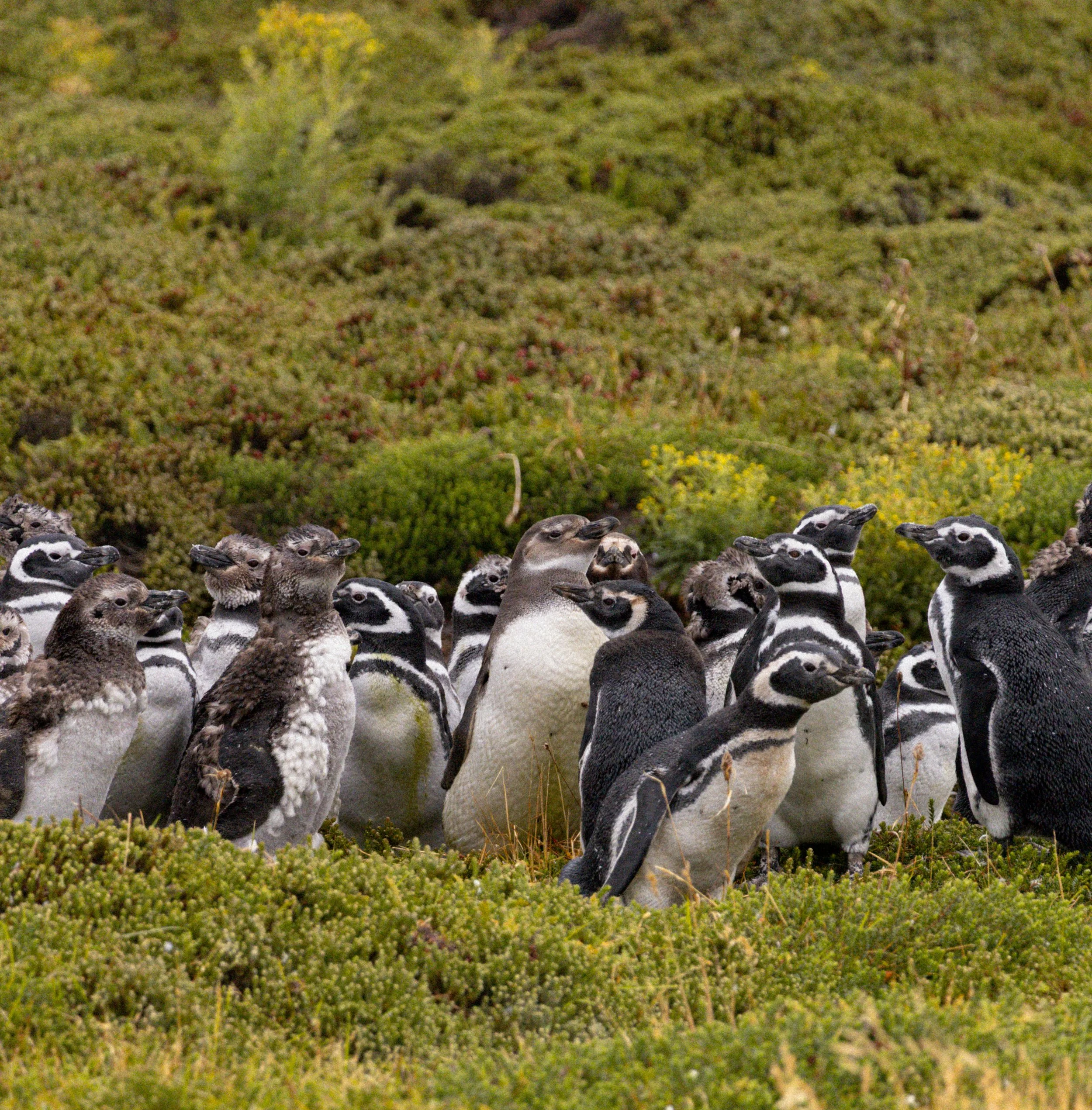 Creche of Magellanic penguins standing on grassy terrain in front of green shrubbery.
