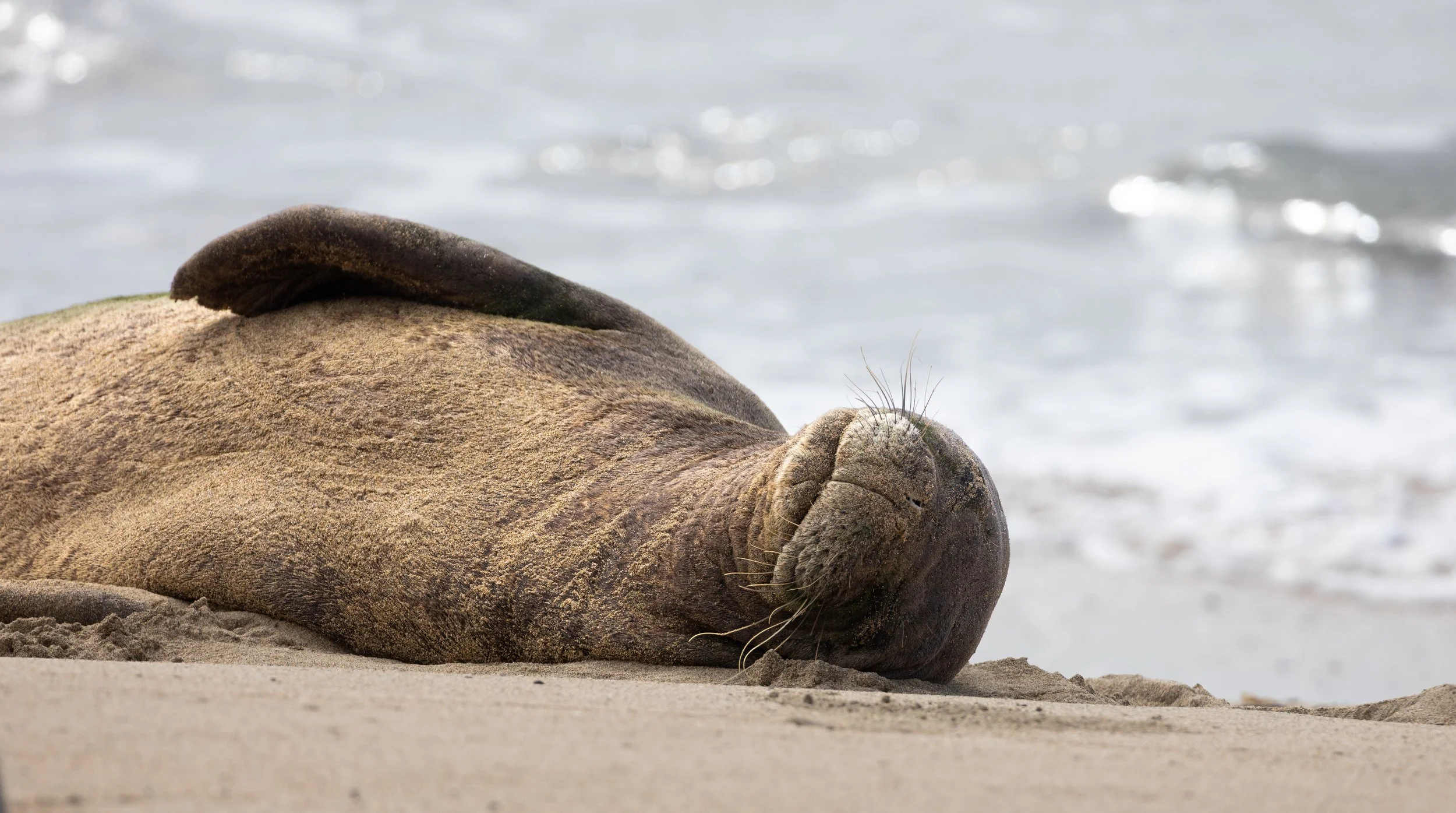 A Hawaiian Monk seal lies on the sandy beach near the water, with its head resting on the sand and eyes closed.