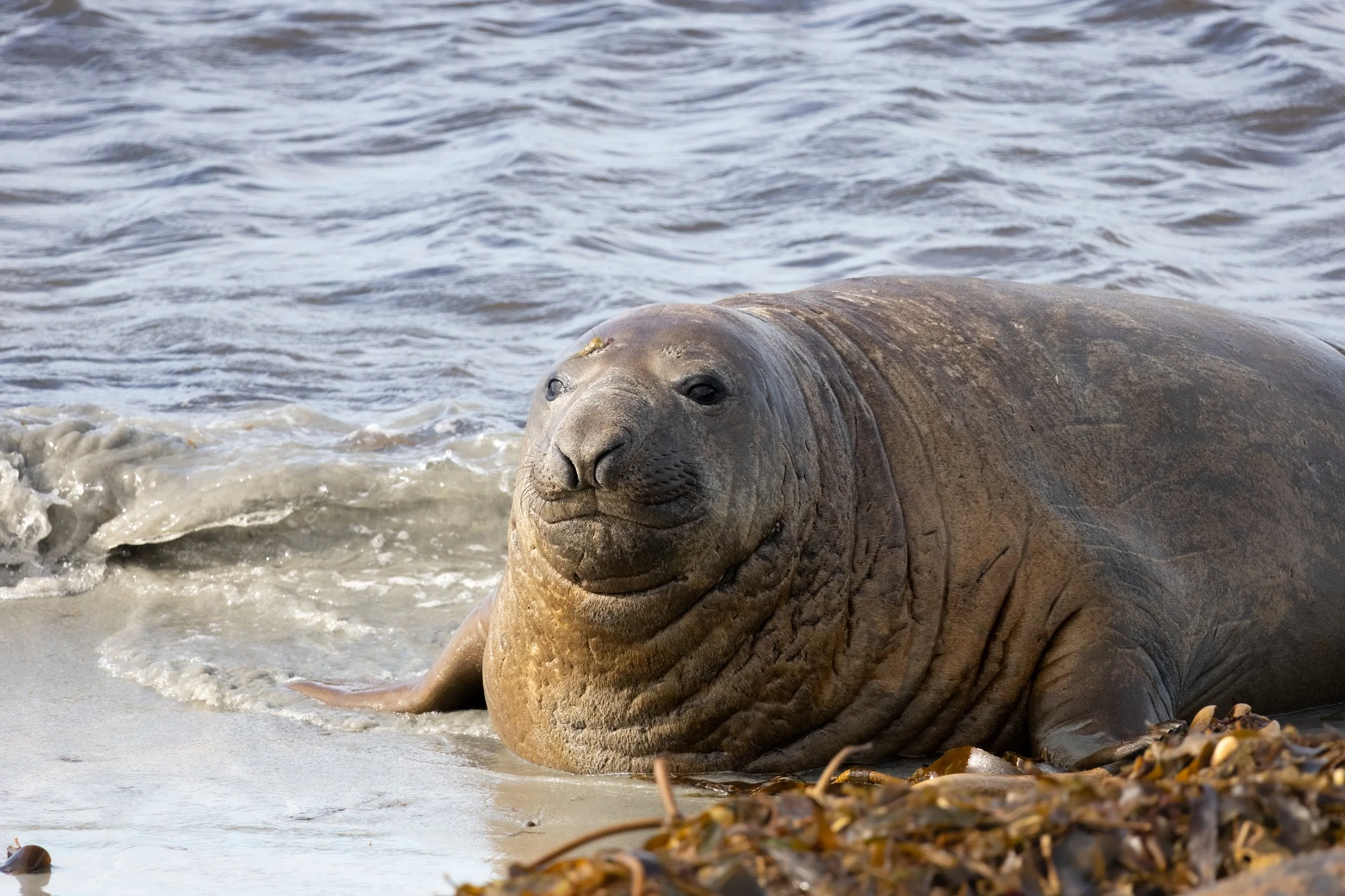 A large elephant seal resting on the beach near the water.