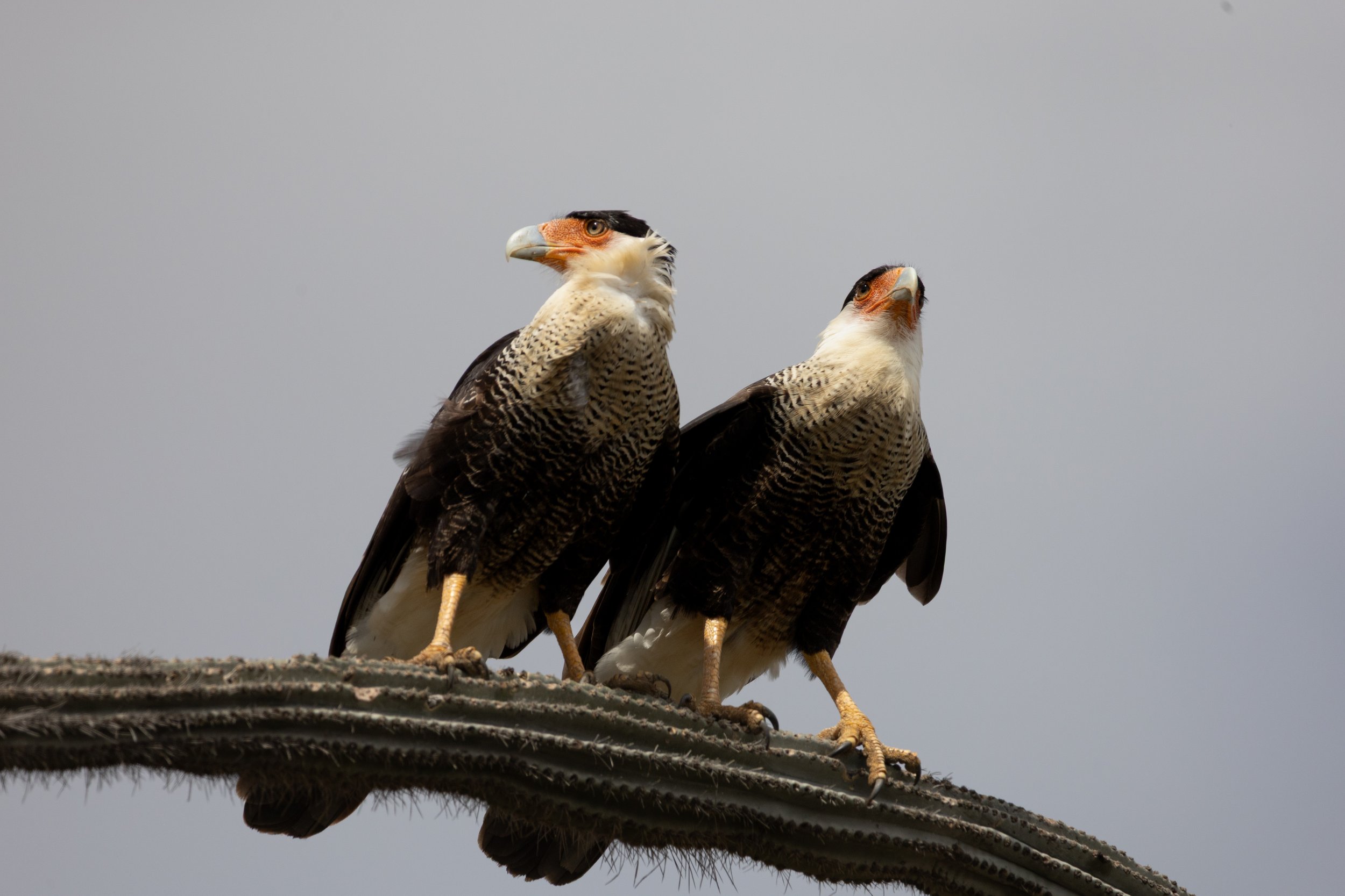 Two crested caracara perched on a branch against a cloudy sky.