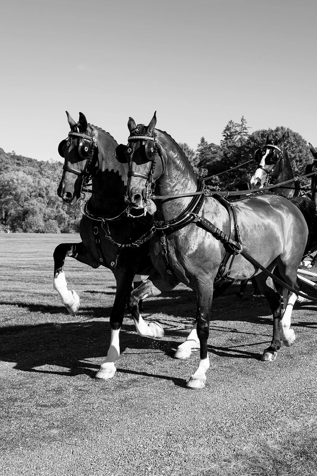 Katherine & Harley_hassanhadad_570_websize.jpg