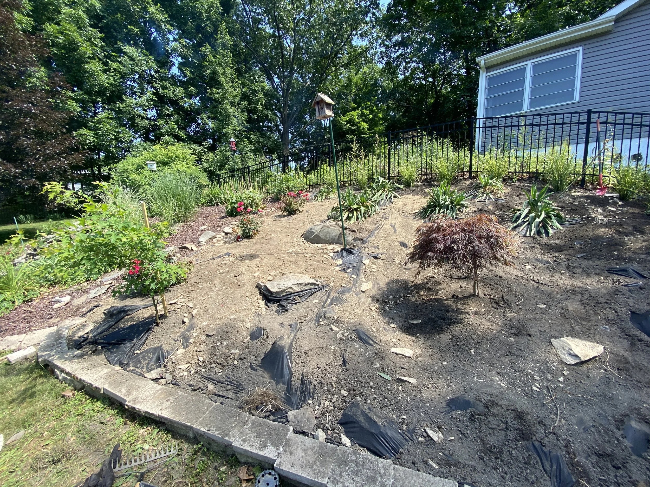Backyard garden with young plants, a birdhouse on a pole, mulch, and a small tree, surrounded by a black metal fence and large trees in the background.