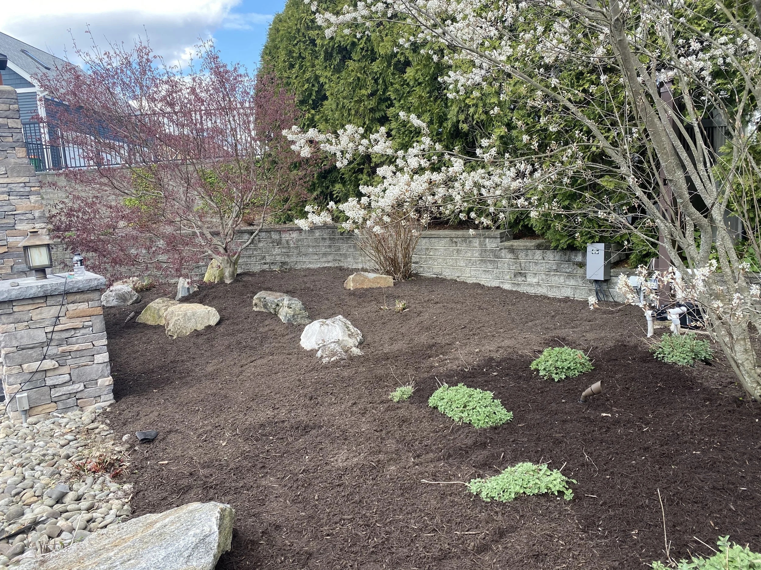 Garden with mulch, rocks, and budding trees near stone wall.