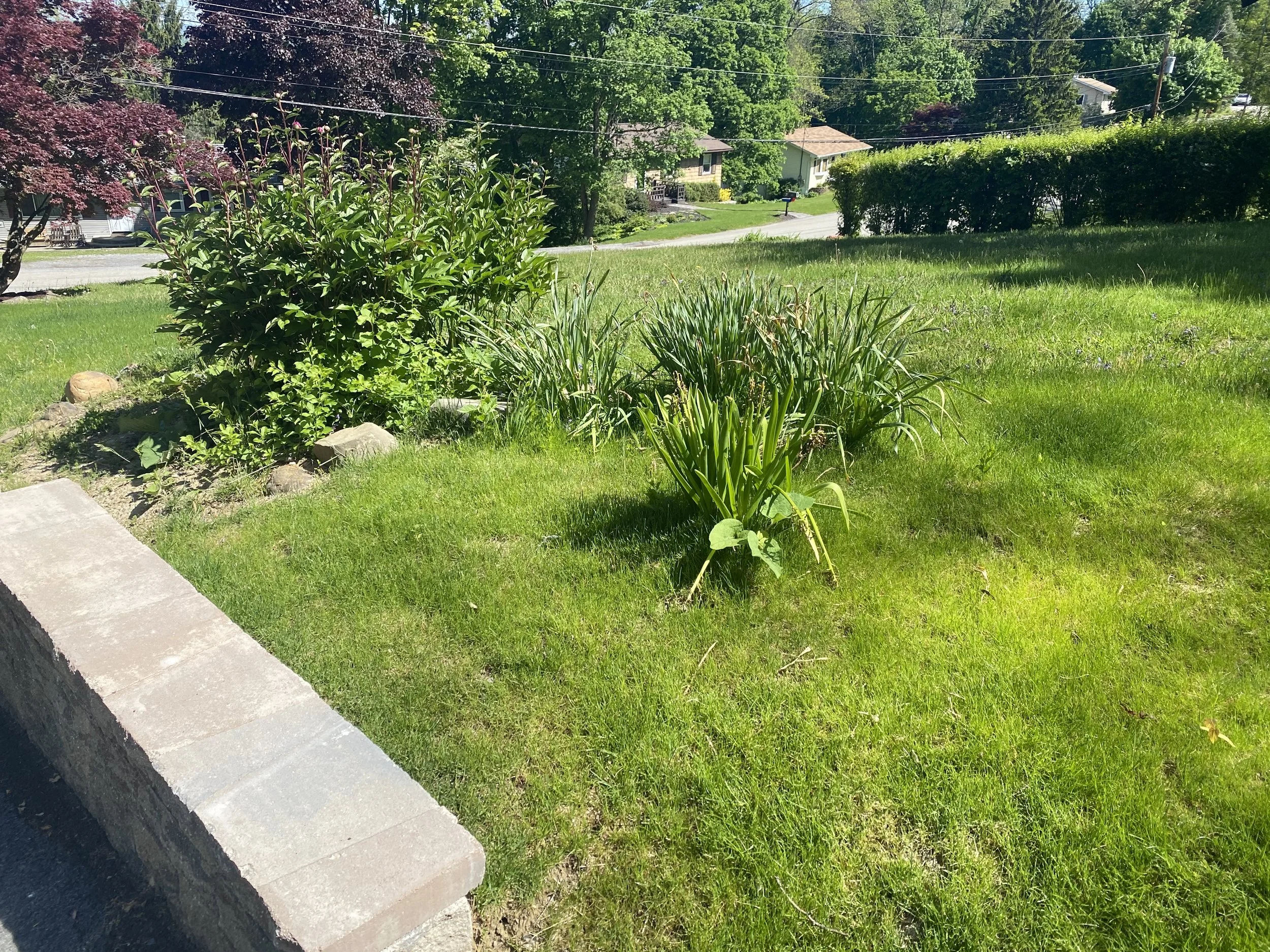 Grassy yard with various shrubs and plants, bordered by a low stone wall, and a view of a suburban street with houses and trees in the background.