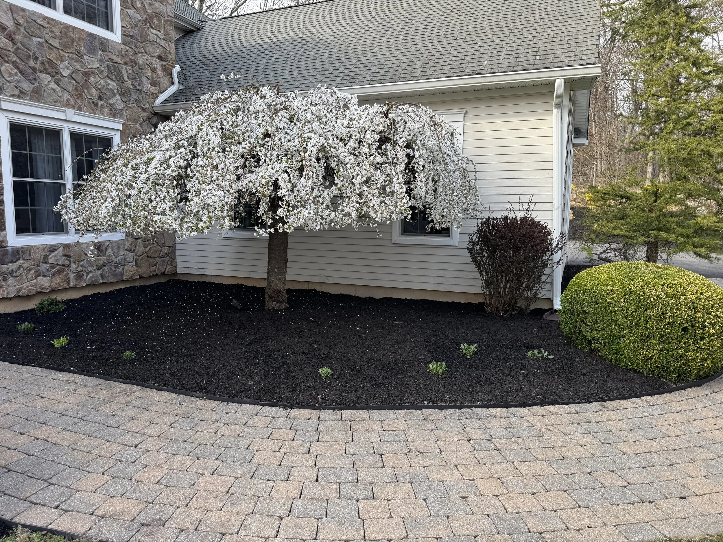 A landscaped front yard with a blooming white flowering tree, a small bush, and a neatly mulched flower bed adjacent to a house with a stone and siding exterior. Paved pathway curves around the garden.
