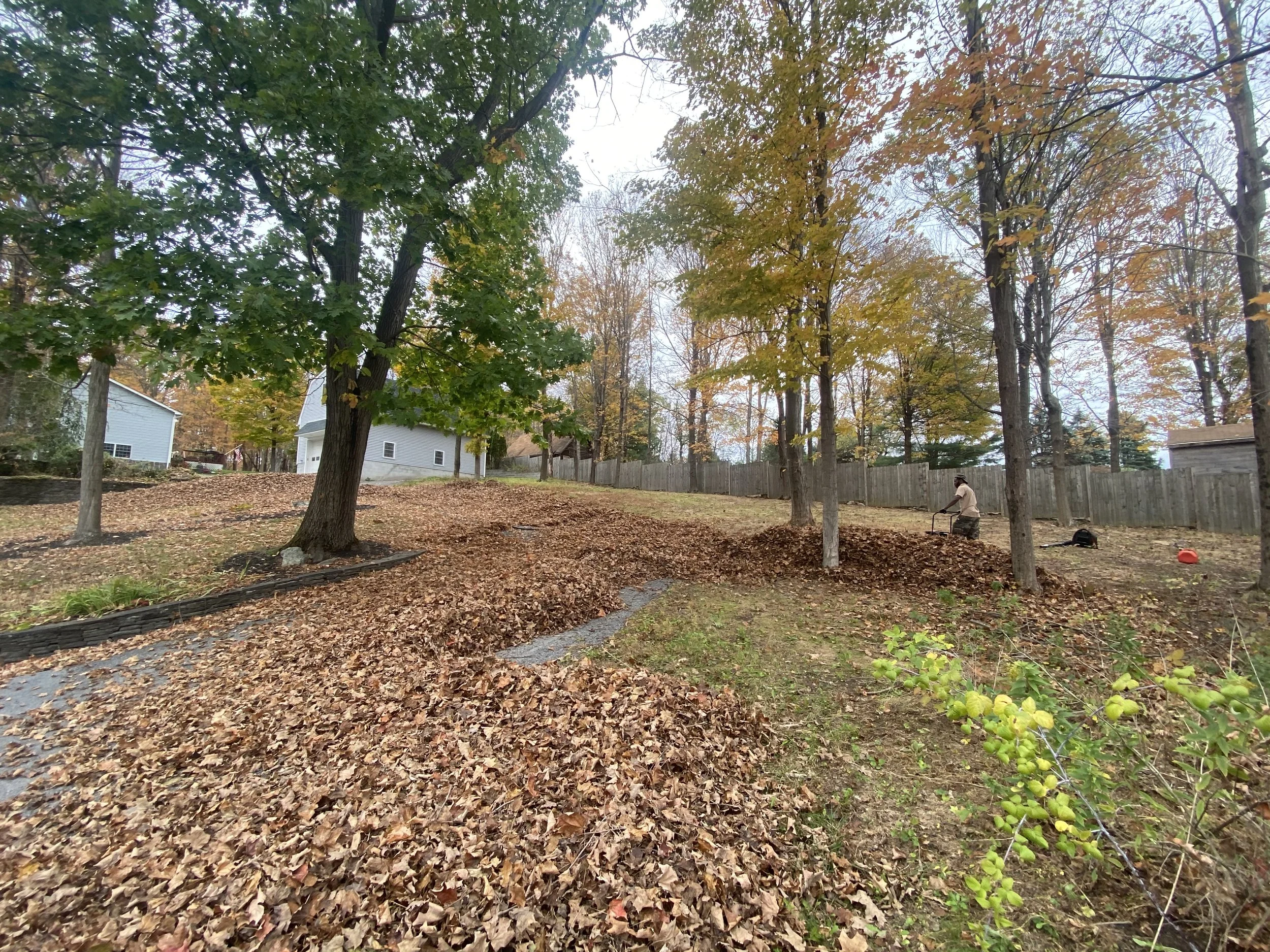 A backyard with several trees and a wooden fence. Leaf piles and a person using a leaf blower are visible.