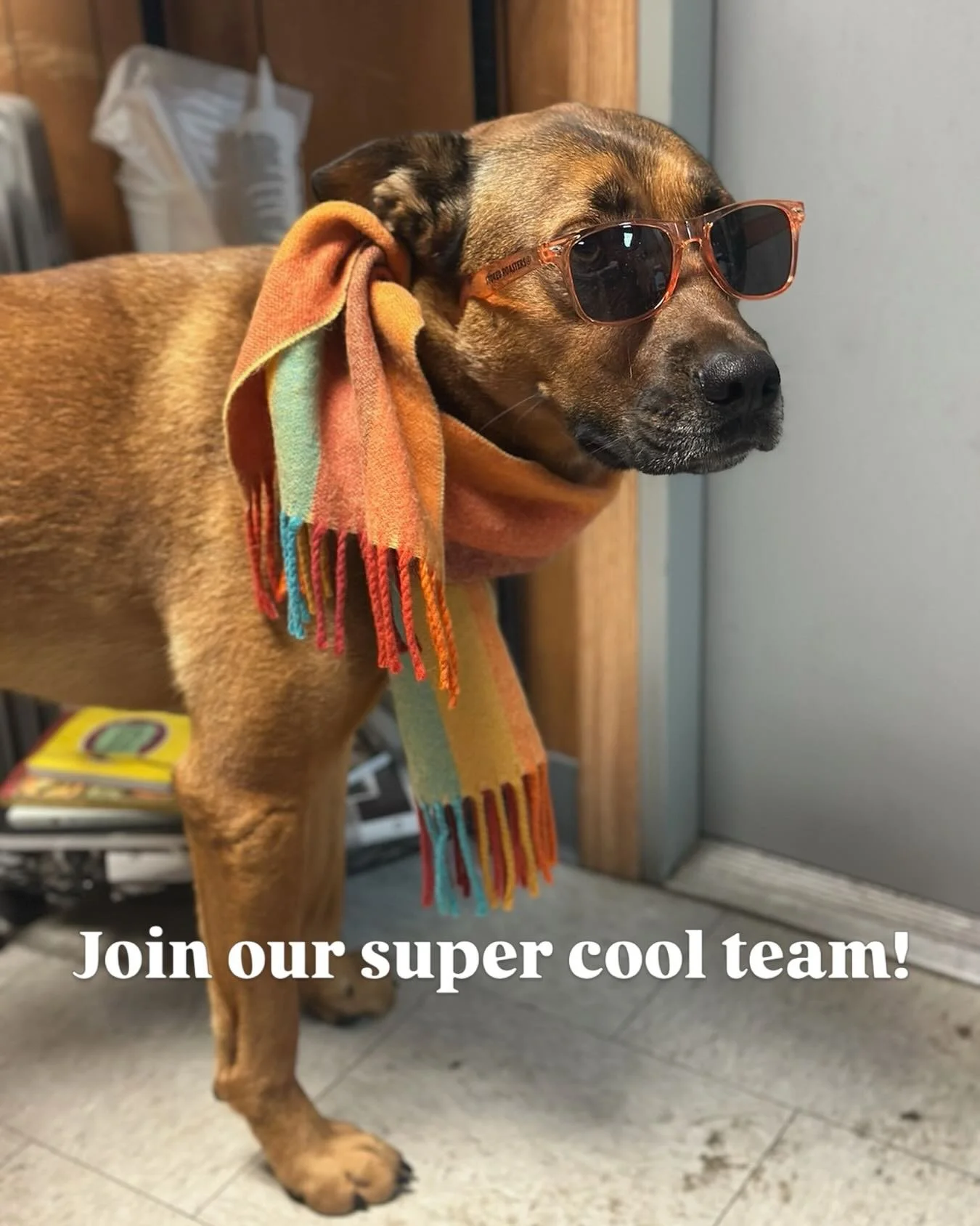 That&rsquo;s right - it&rsquo;s the time of year - the days are getting longer and the store is getting busier!

We are looking for a few new team members to help us grow! Email your resume to lauren@treebirdmarket.com to apply!

Pay starts at $16-18