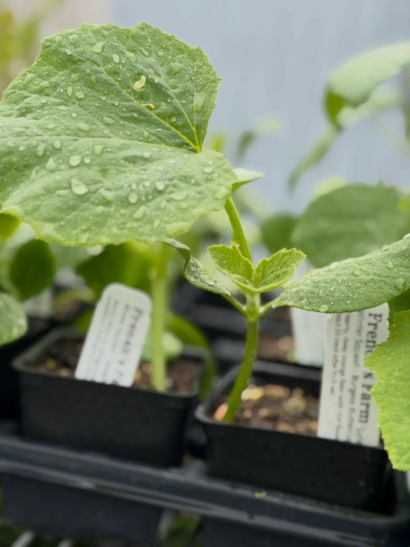 Plant starts are now available at Treebird again thanks to @frenchsfarminlyle - selection rotates often so stop by and get a head start on your gardening!