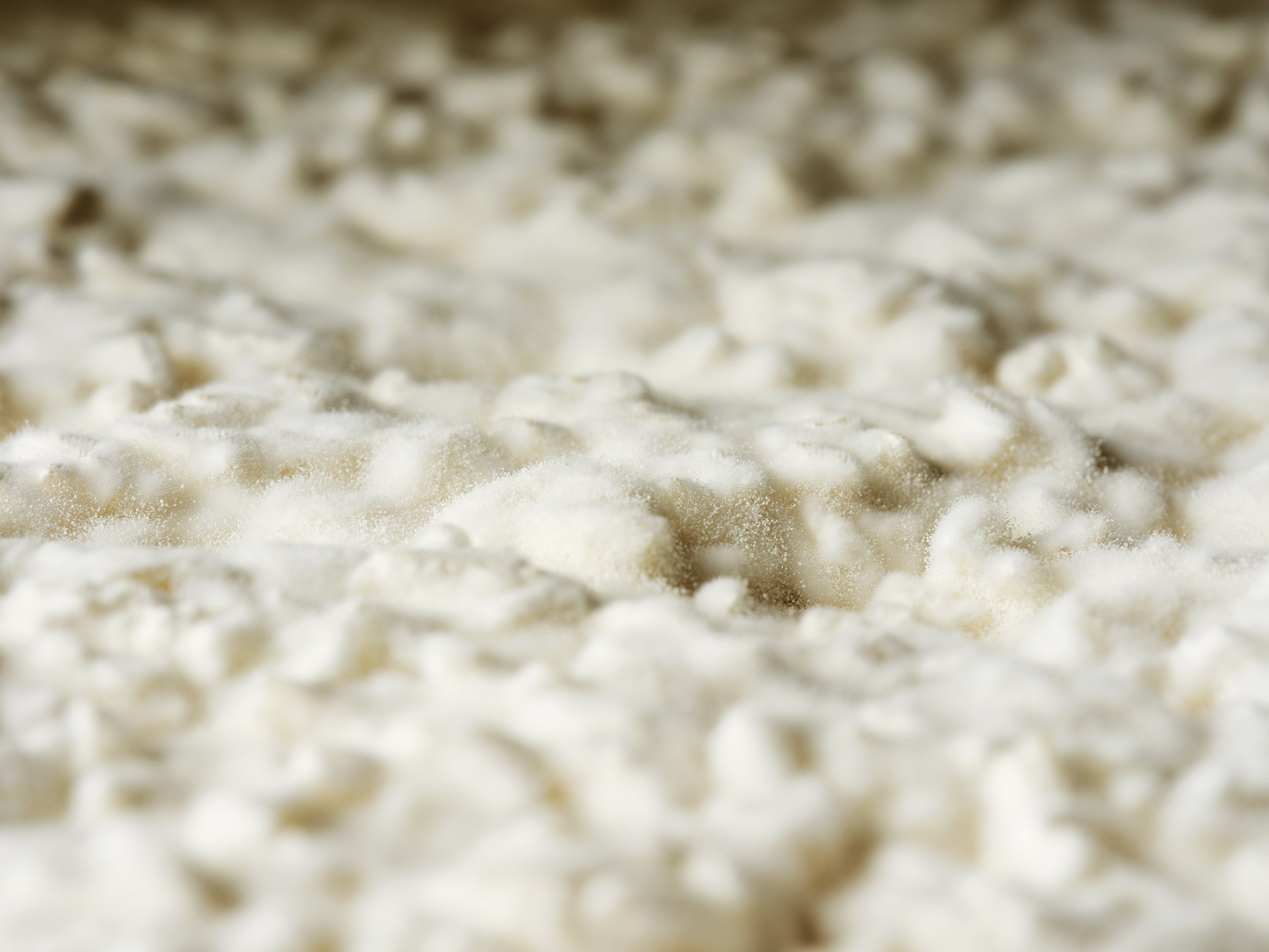 Waring Planit Koji in Tray Macro.jpg