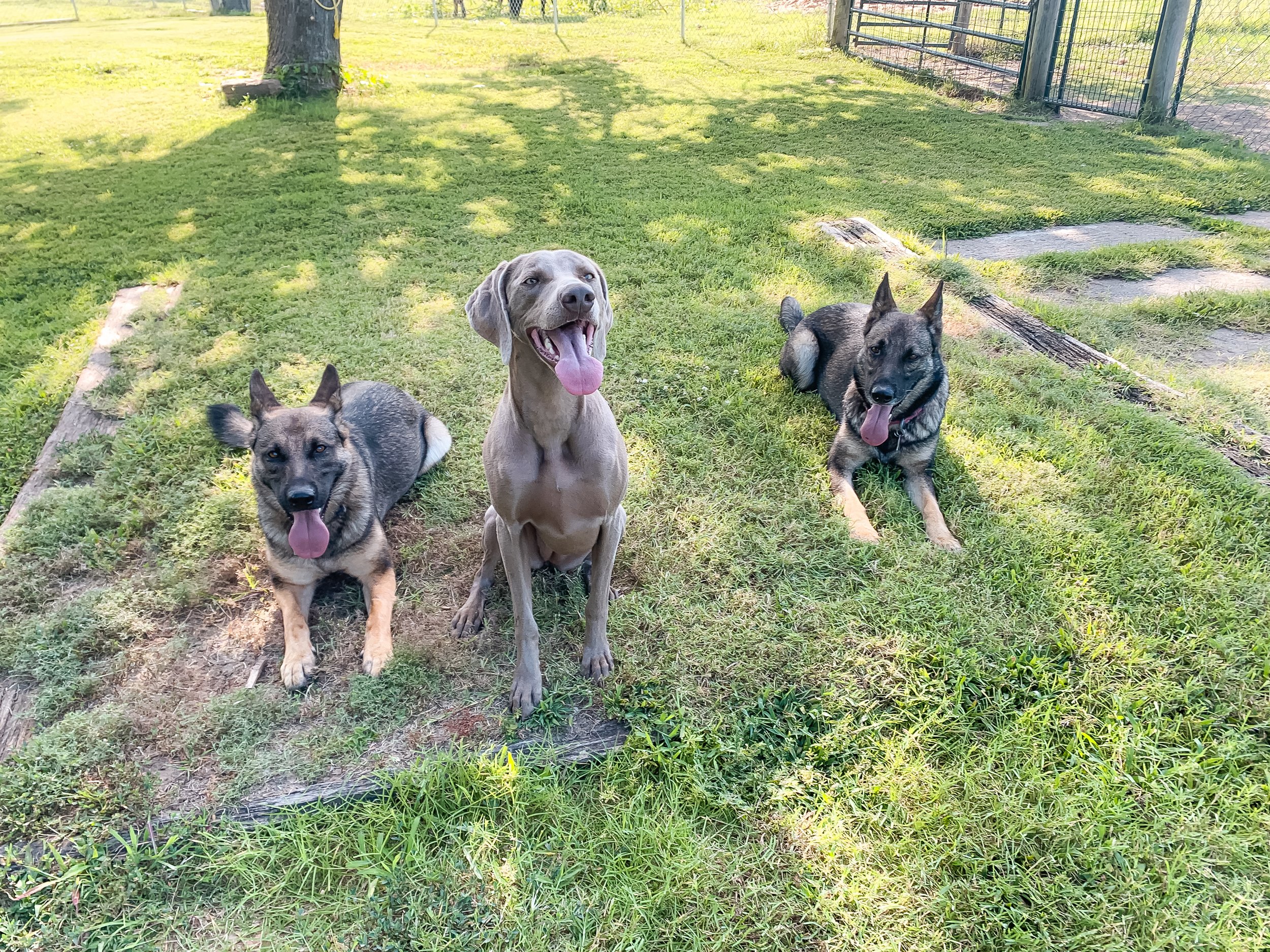 KP Dog Photos-038.jpg