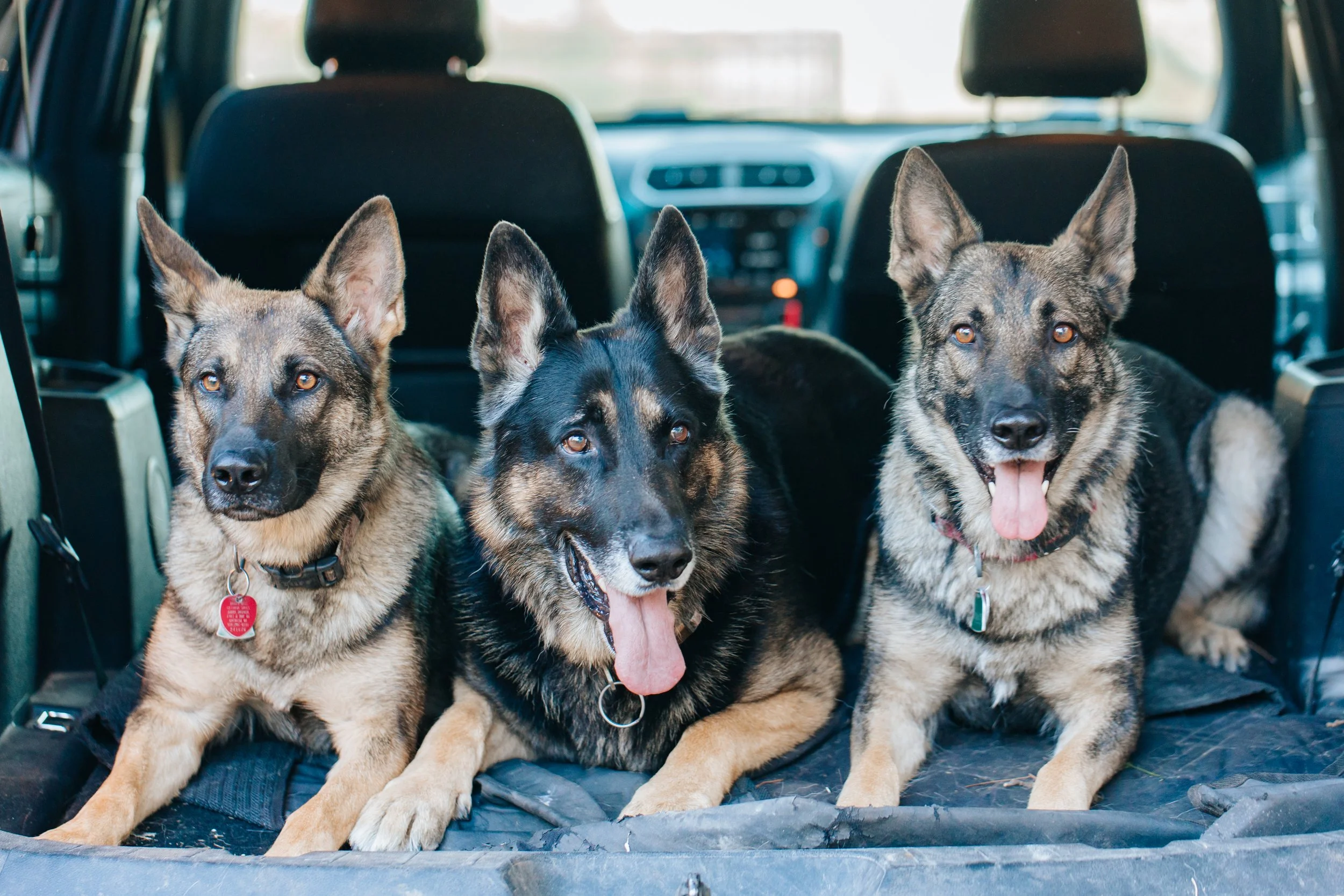 K-9 Dog Trainging-117.jpg