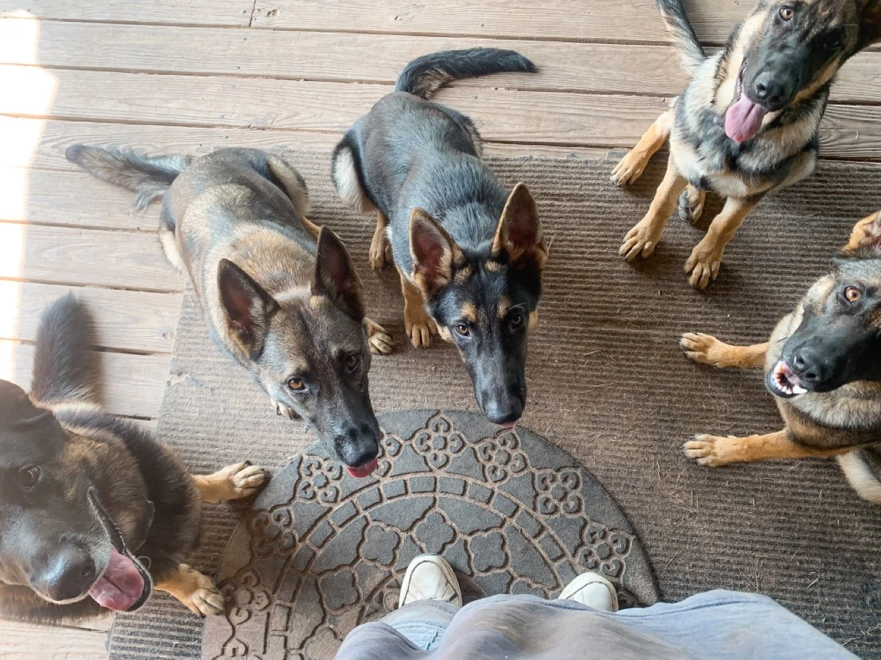 KP Dog Photos-041 Large.jpeg