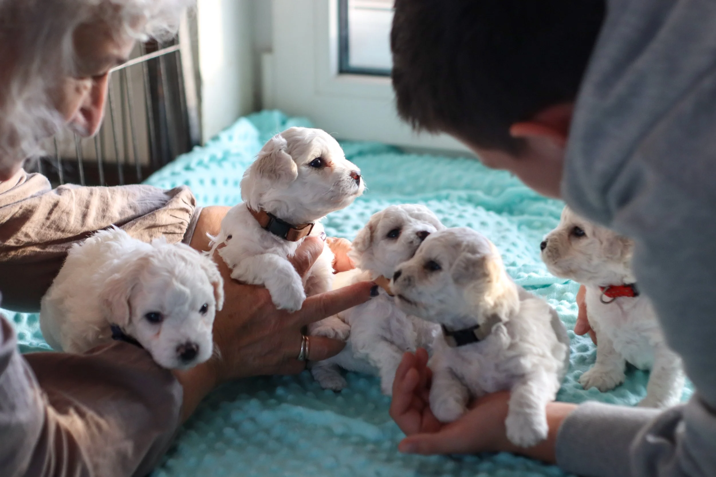 newborn-puppies-dogs-bichon-frise-puppies-2023-11-27-05-14-18-utc.jpg