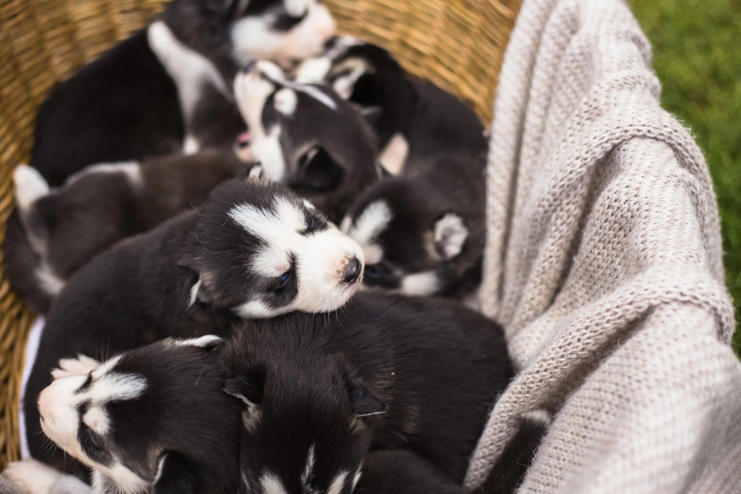many-little-puppy-husky-2024-09-12-18-26-11-utc.jpg