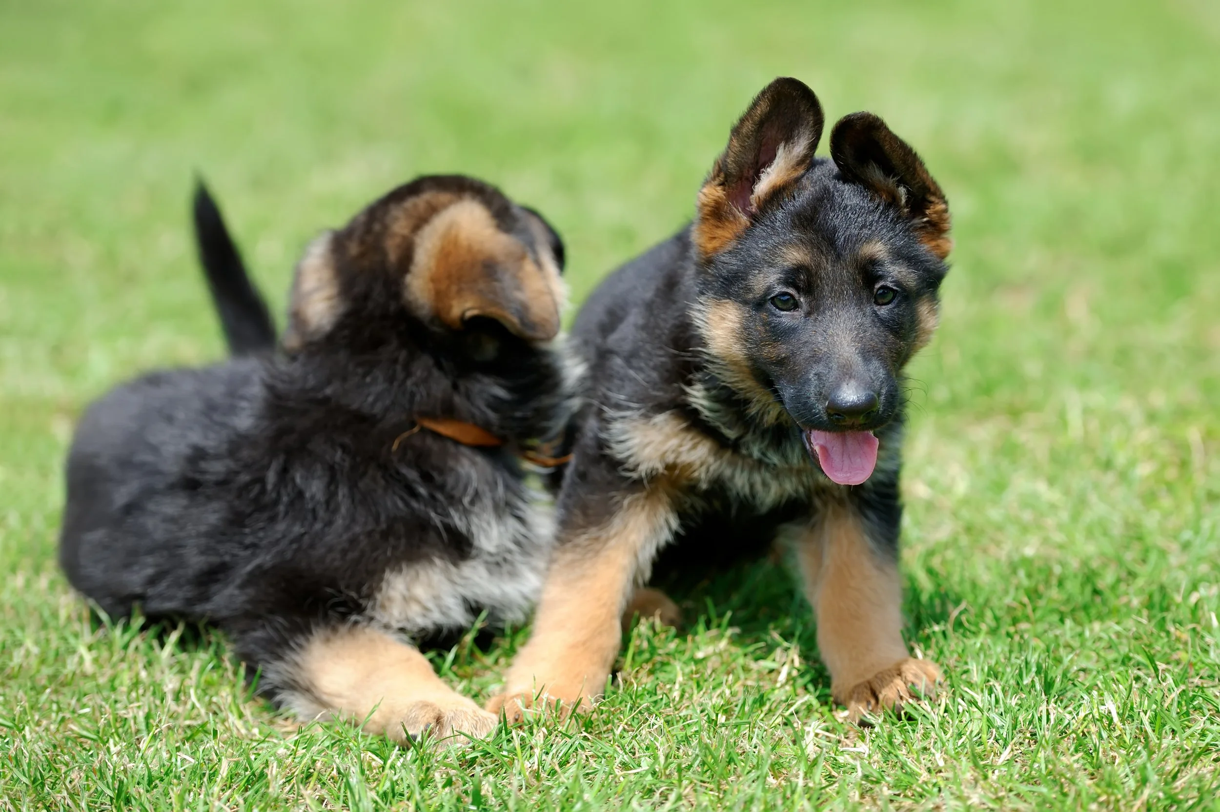 baby-german-shepherd-2023-11-27-05-17-40-utc.jpg