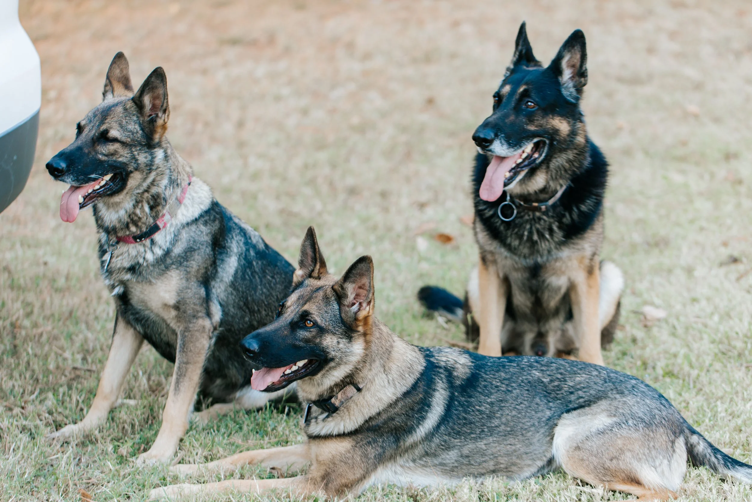 K-9 Dog Trainging-124.jpg