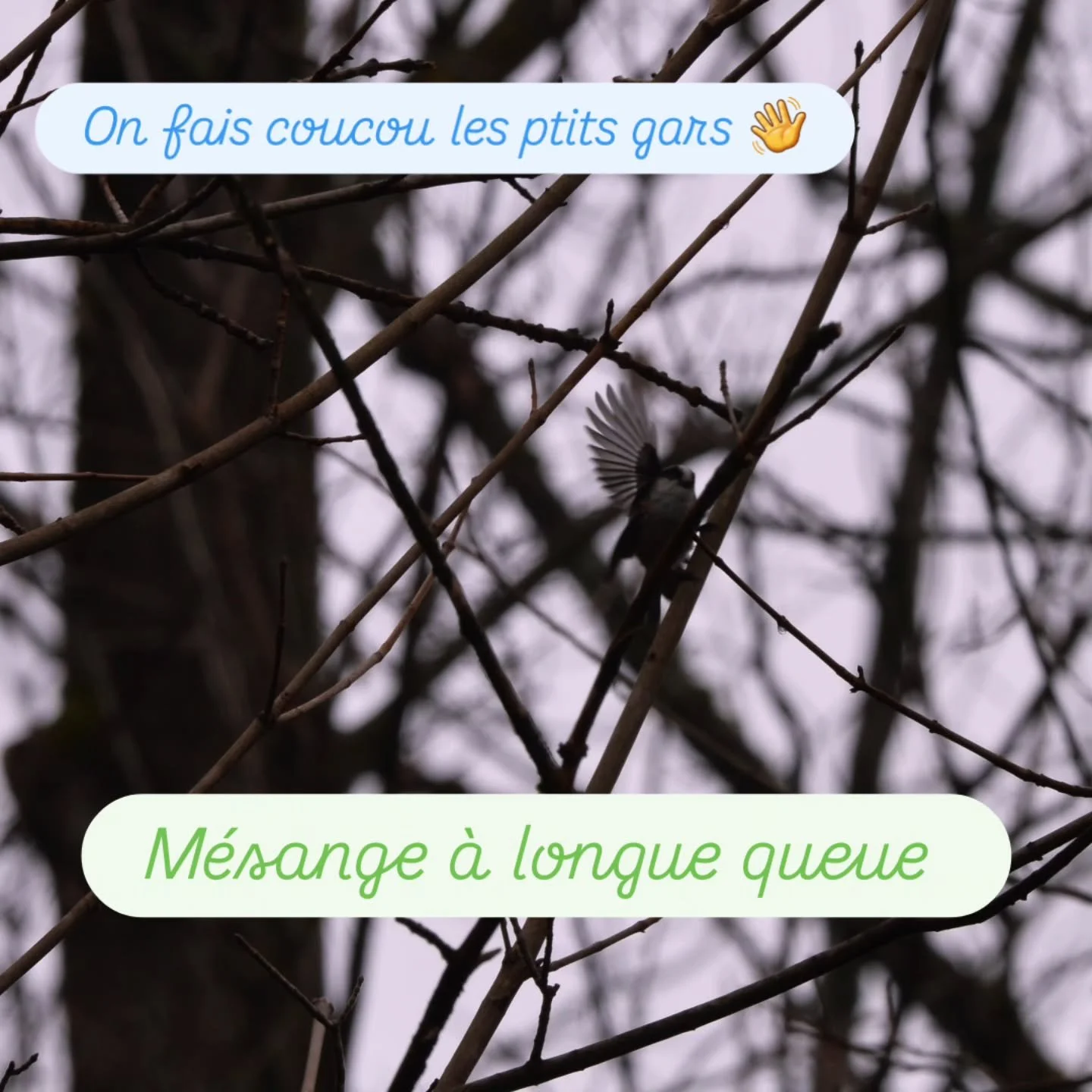 On reprend un peu la photo avec le retour du soleil 🌞
Et vous, vous avez pu observer un peu les oiseaux ?

Si ce n'est pas encore fait, pensez &agrave; nettoyer vos nichoirs avant le printemps ! Vous eviterez la propagation des maladies et des paras