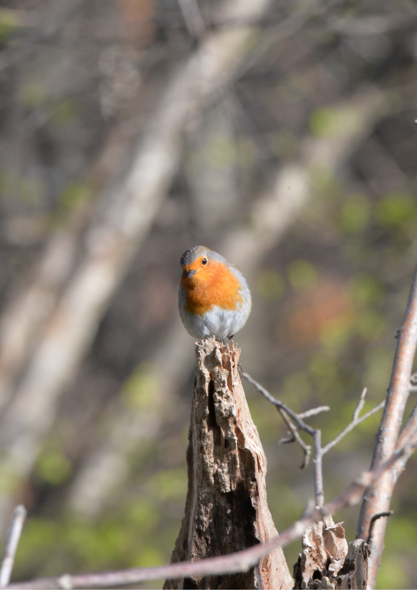 Comment attirer les oiseaux dans son jardin ?