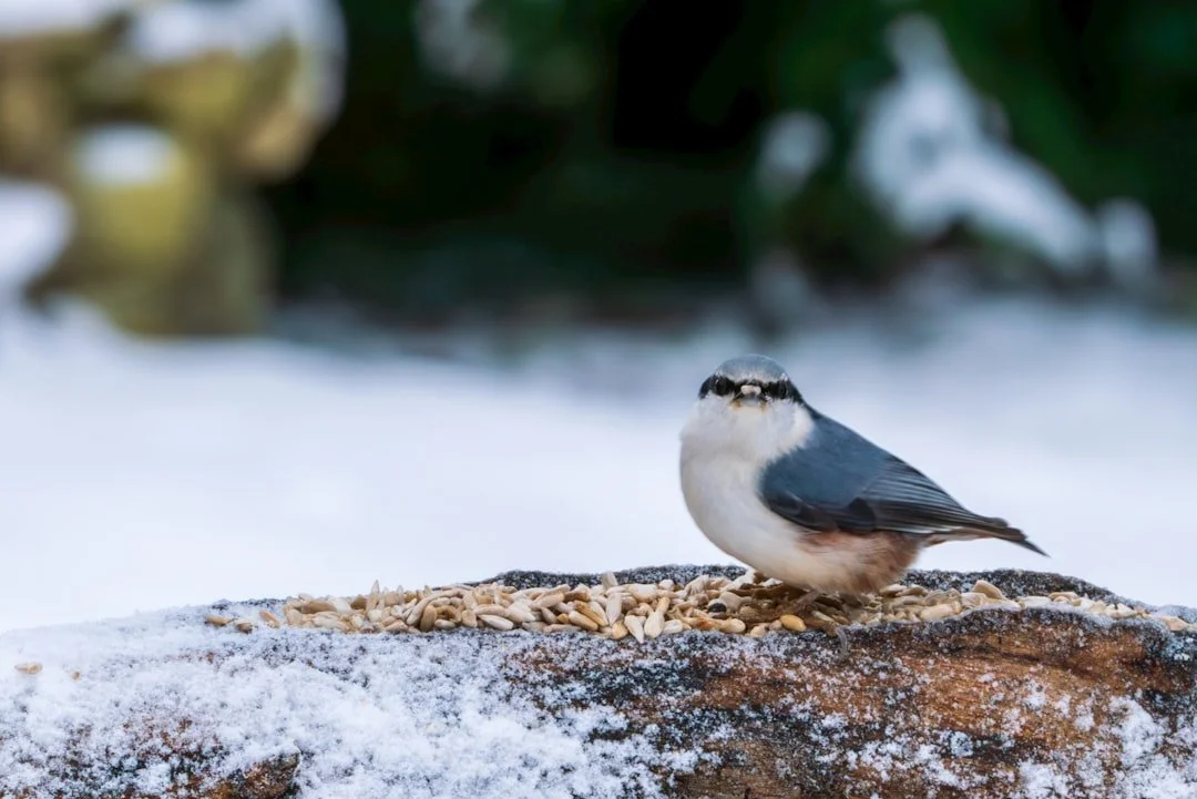 Faut-il nourrir les oiseaux en hiver ?