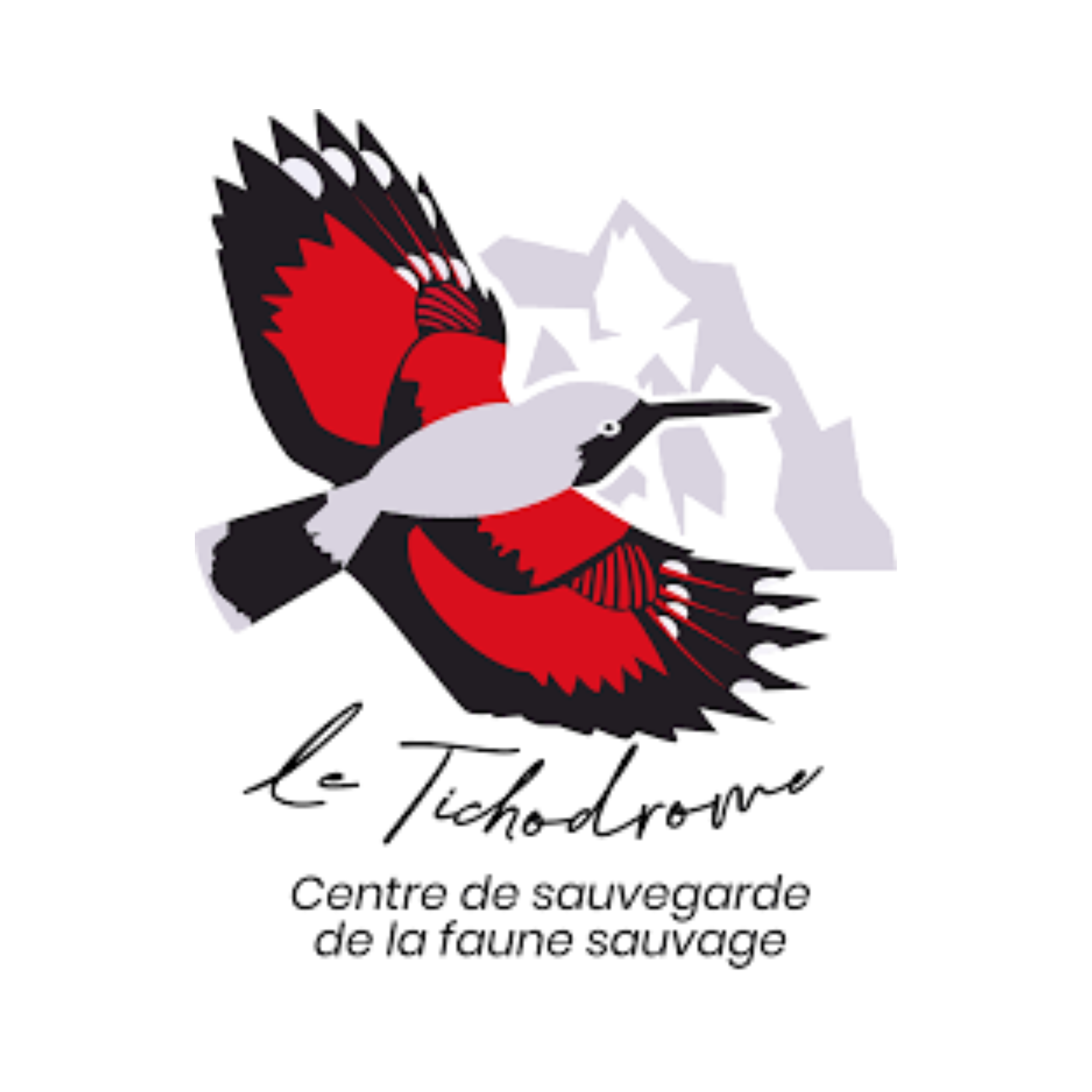 Logo d'une chouette voleuse avec un oiseau gris, texte 'le Tichodrome' et 'Centre de sauvegarde de la faune sauvage' en dessous.