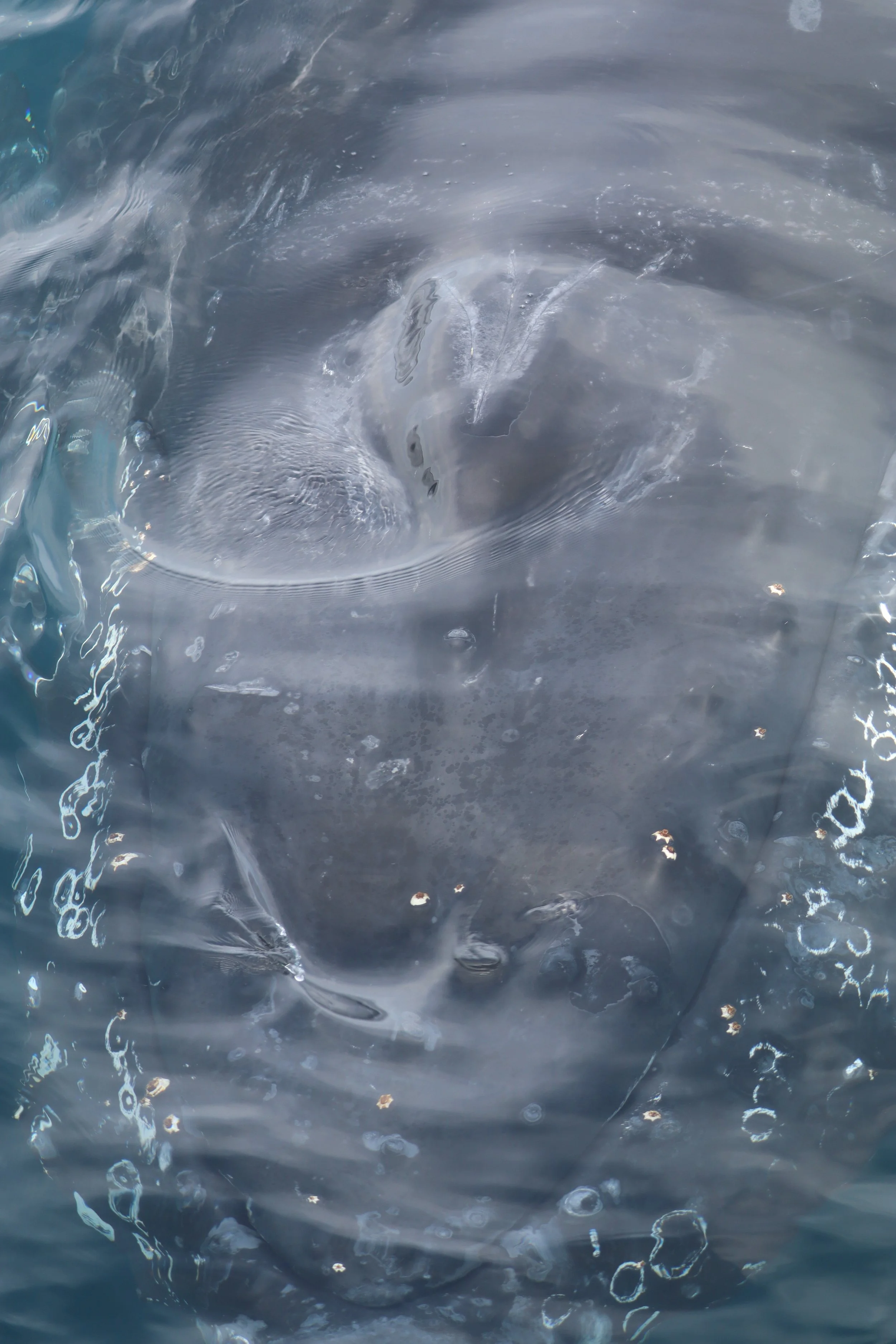 Close-up of a water whirlpool or vortex creating swirling and circular patterns in the water.
