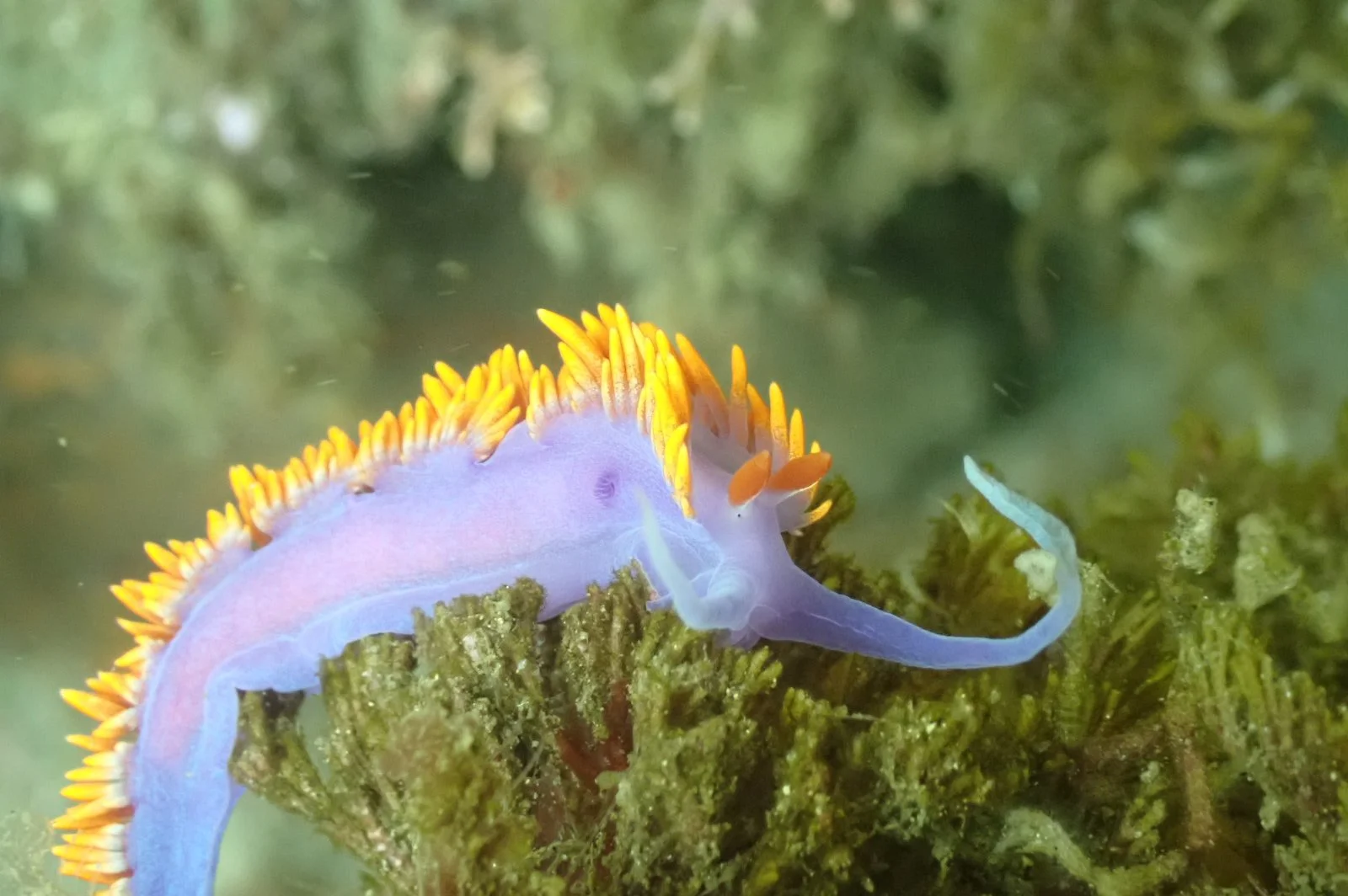 A colorful nudibranch, a type of sea slug, with a purple body and bright orange-tipped cerata, crawling on green underwater vegetation.